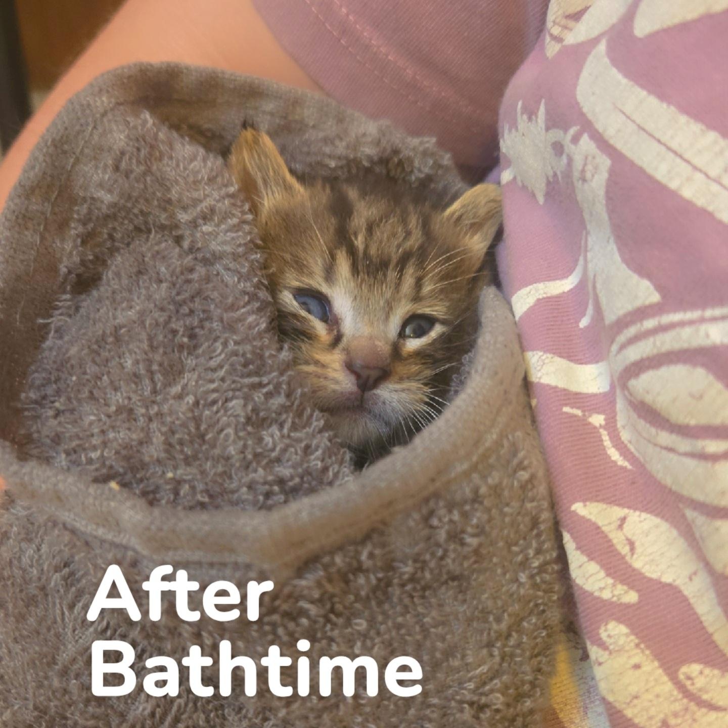 Moonshine - Available Soon, a ADOPTABLE Domestic Short Hair in Sauk City, WI image 3/6