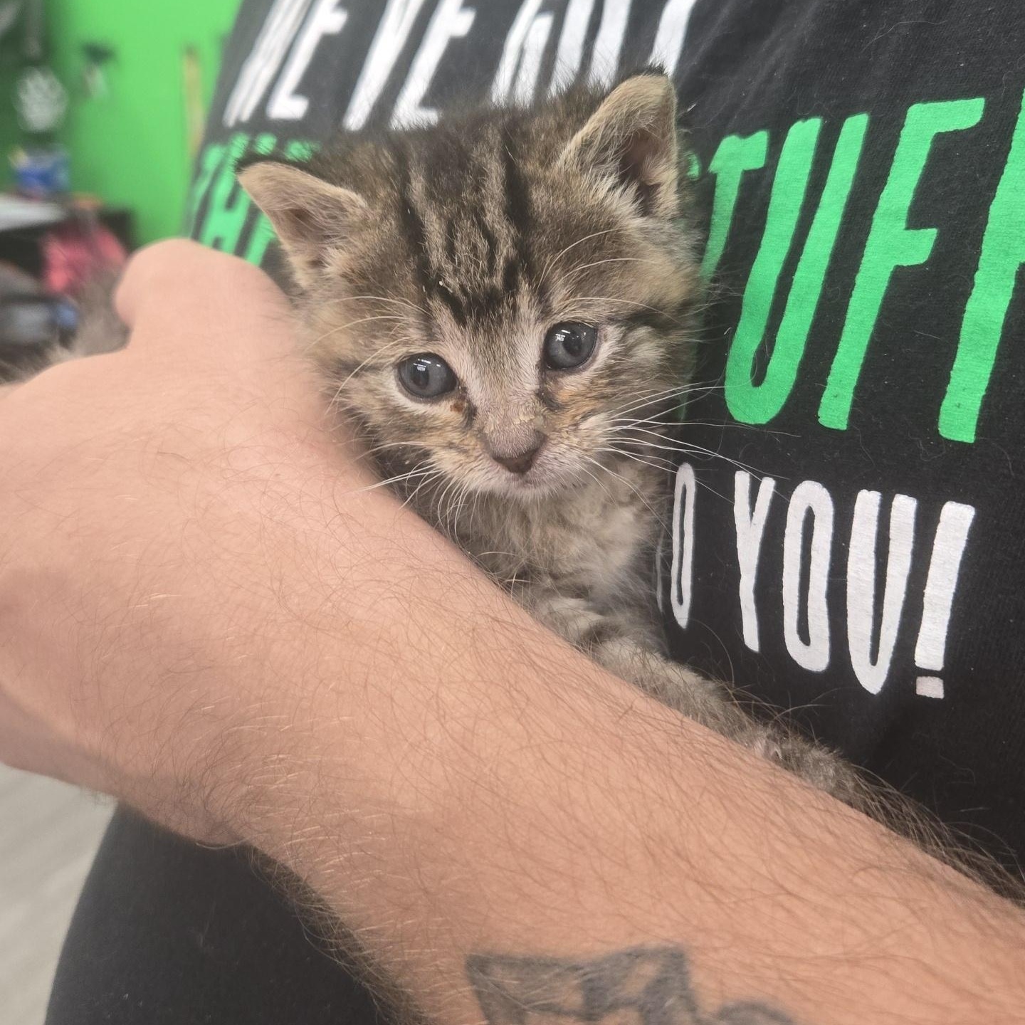 Moonshine - Available Soon, ADOPTABLE, Kitten Male Domestic Short Hair.