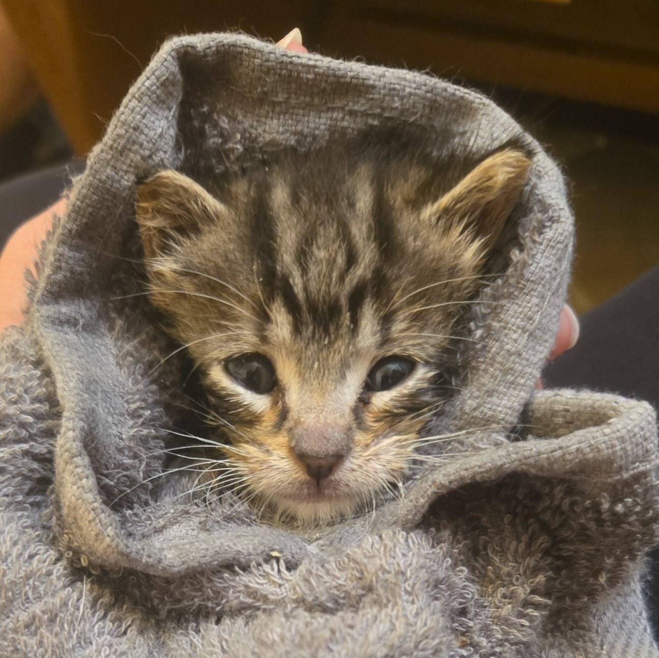 Moonshine - Available Soon, a ADOPTABLE Domestic Short Hair in Sauk City, WI image 5/6