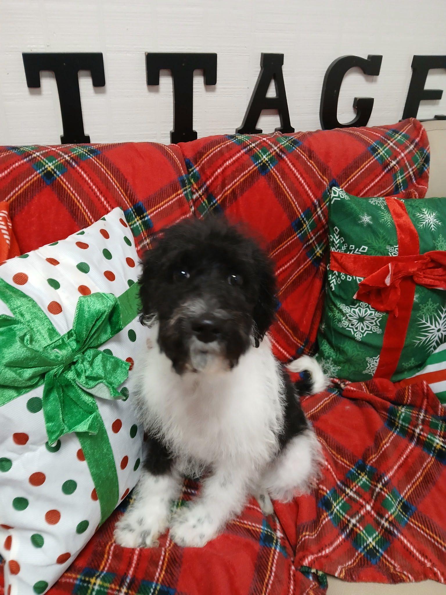 Holly, ADOPTABLE, Puppy Female Poodle & Golden Retriever.