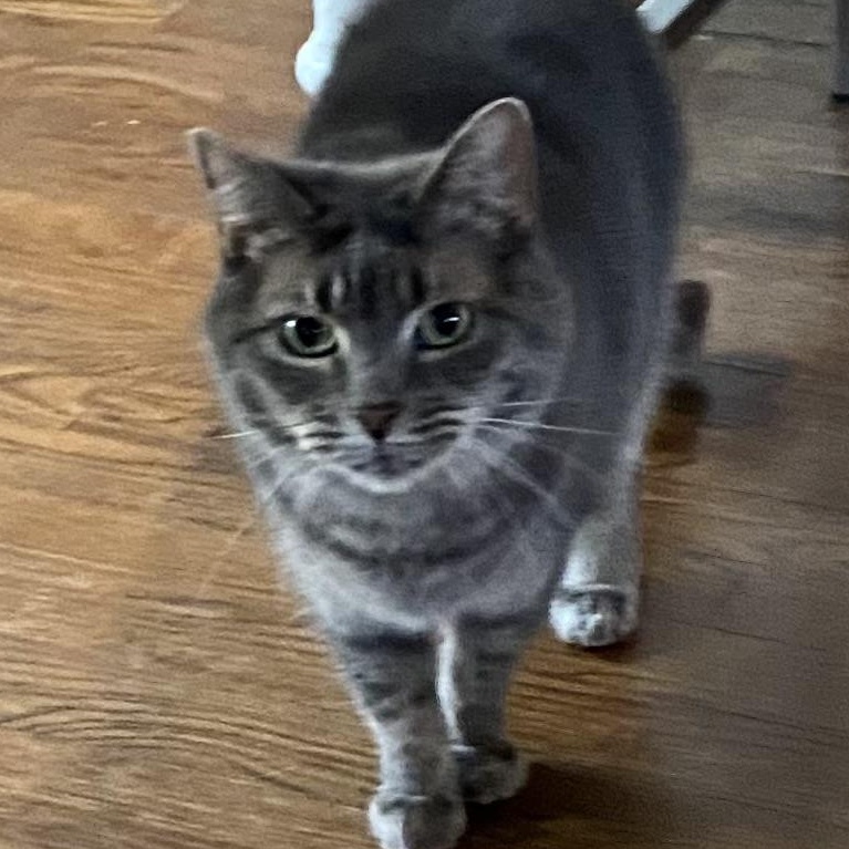 STORMY LYNNE, Adoptable, Adult Female British Shorthair & Domestic Short Hair.