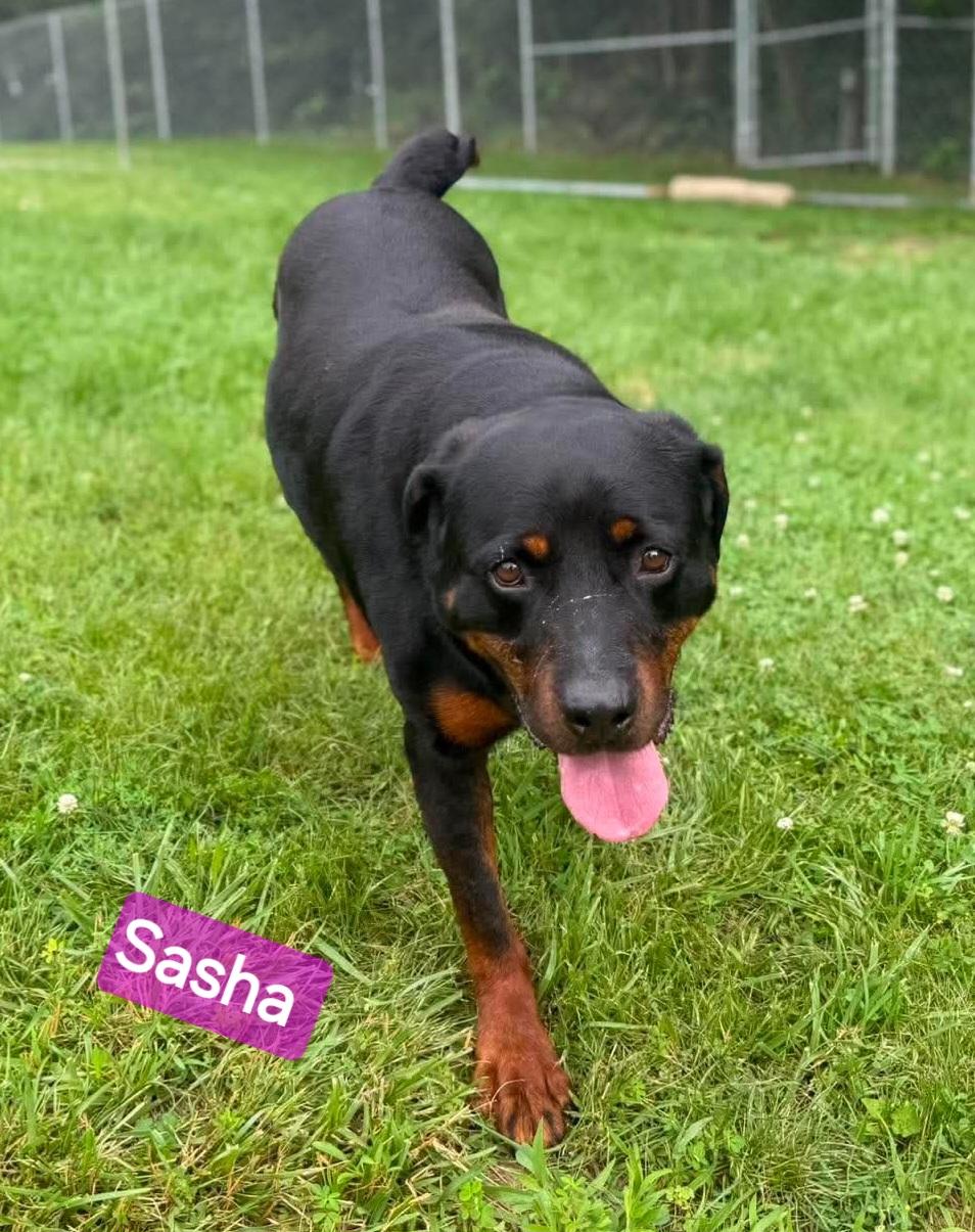 Enlarge Sasha, a ADOPTABLE Rottweiler in Wheelersburg, OH image 3/5