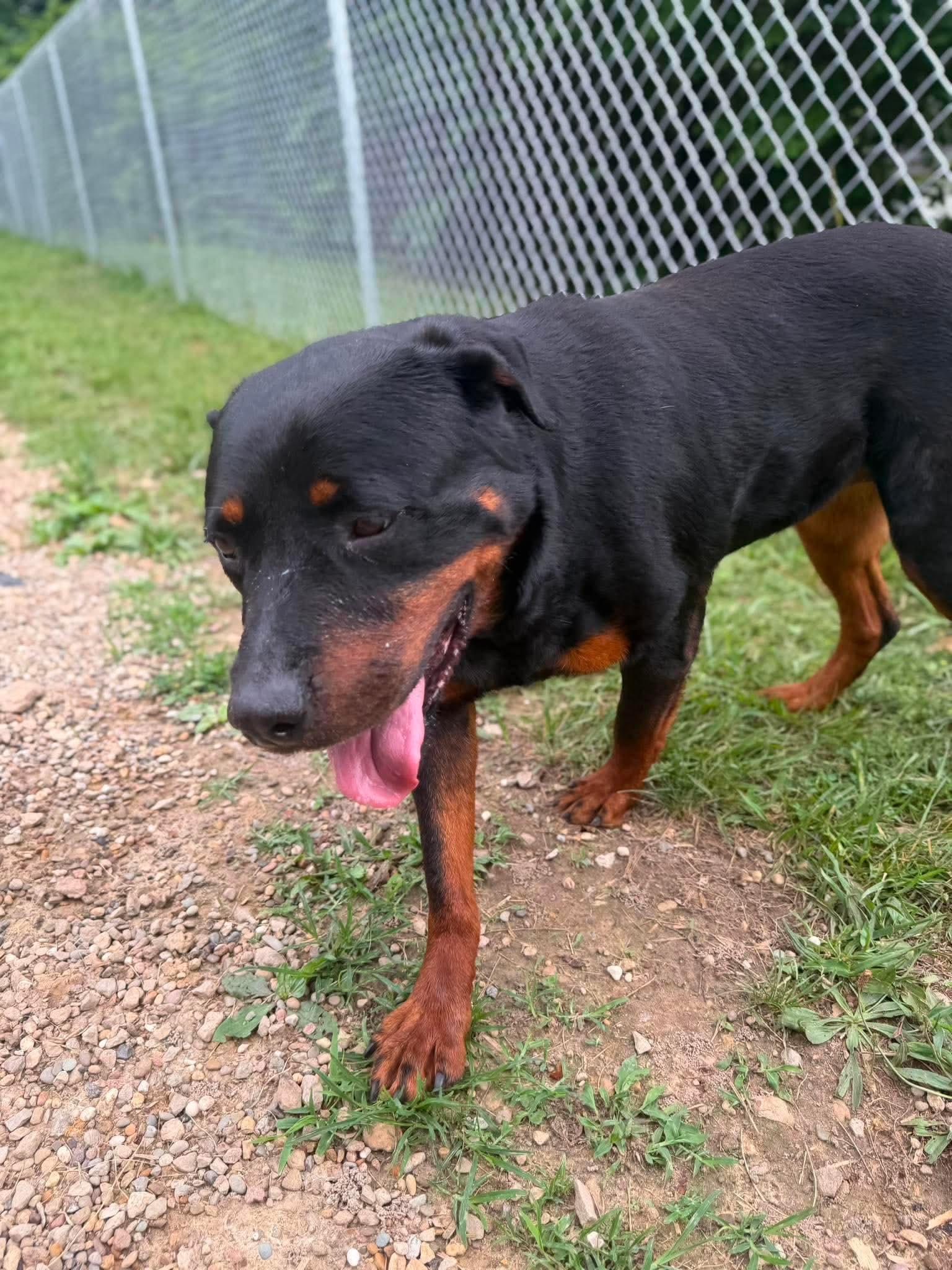 Enlarge Sasha, a ADOPTABLE Rottweiler in Wheelersburg, OH image 5/5