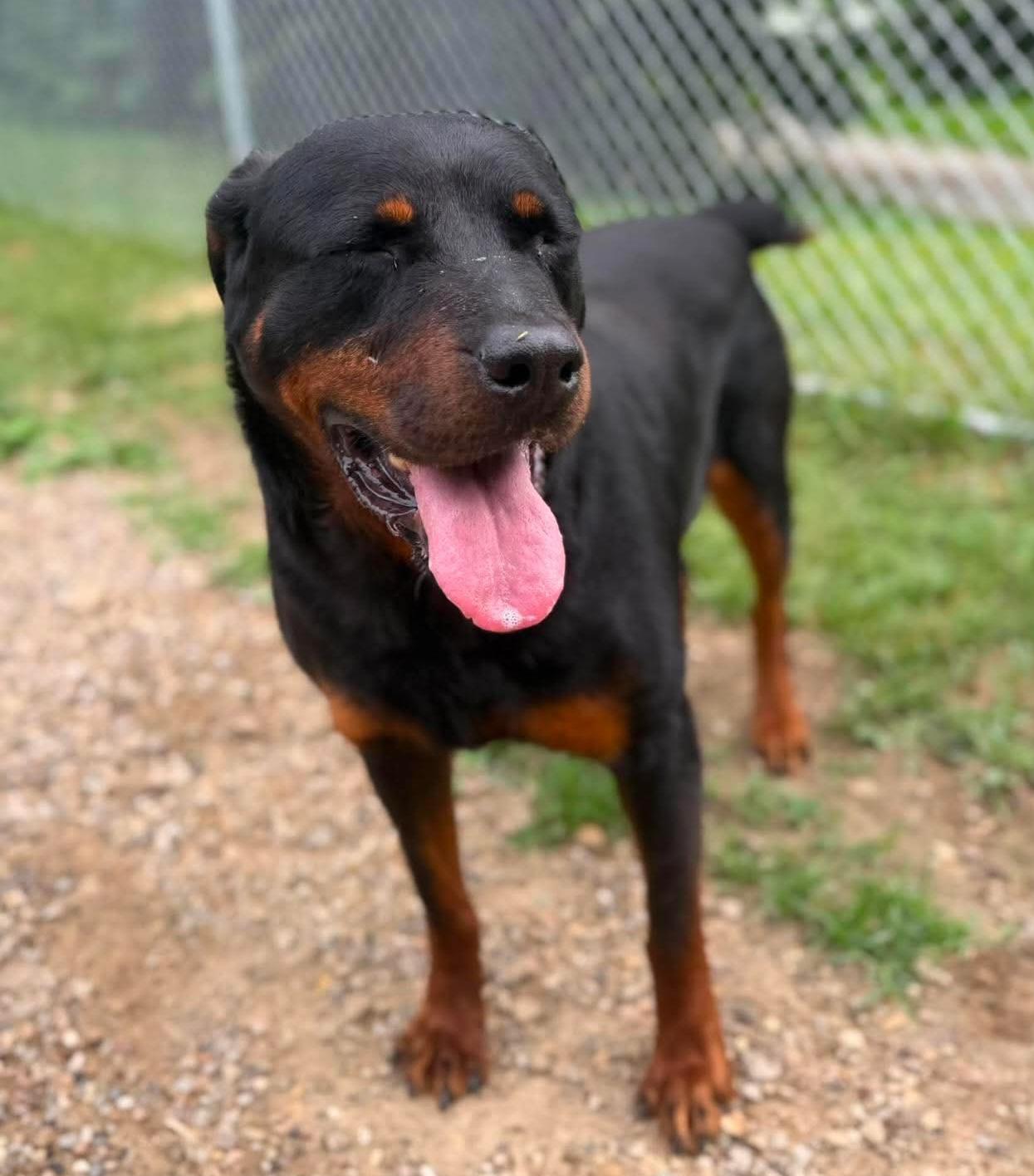 Sasha, ADOPTABLE, Young Female Rottweiler.
