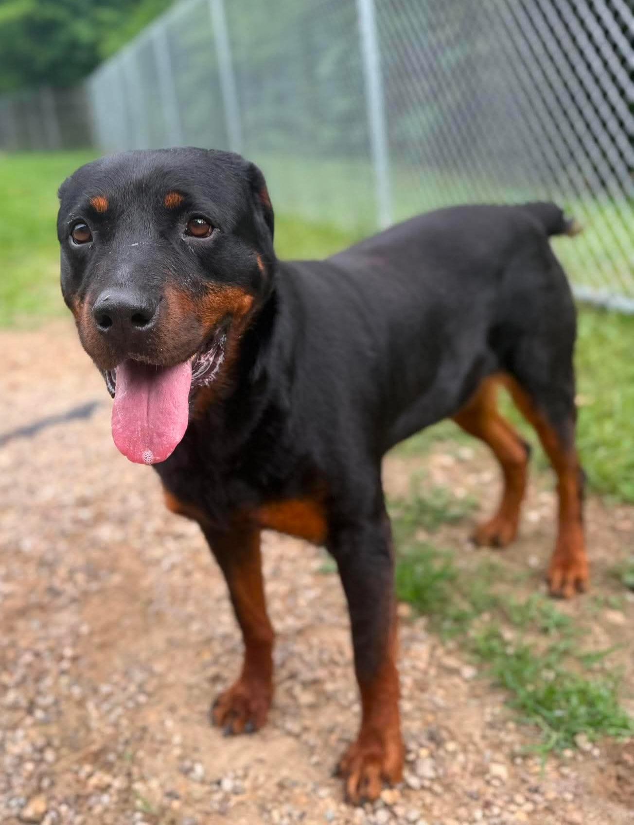 Enlarge Sasha, a ADOPTABLE Rottweiler in Wheelersburg, OH image 2/5