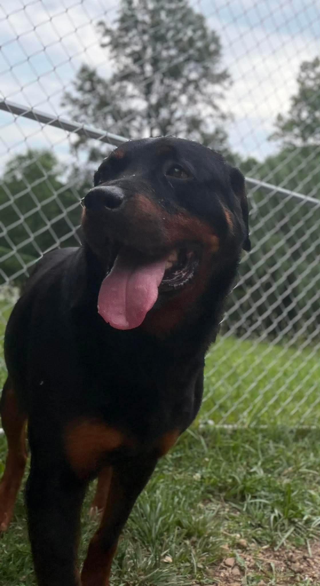 Enlarge Sasha, a ADOPTABLE Rottweiler in Wheelersburg, OH image 4/5