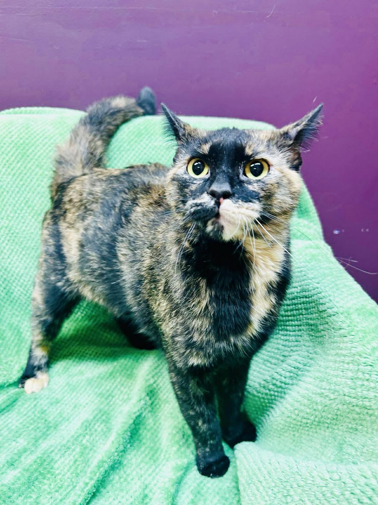 Butters, a ADOPTABLE Domestic Short Hair in Alexandria, MN image 2/2