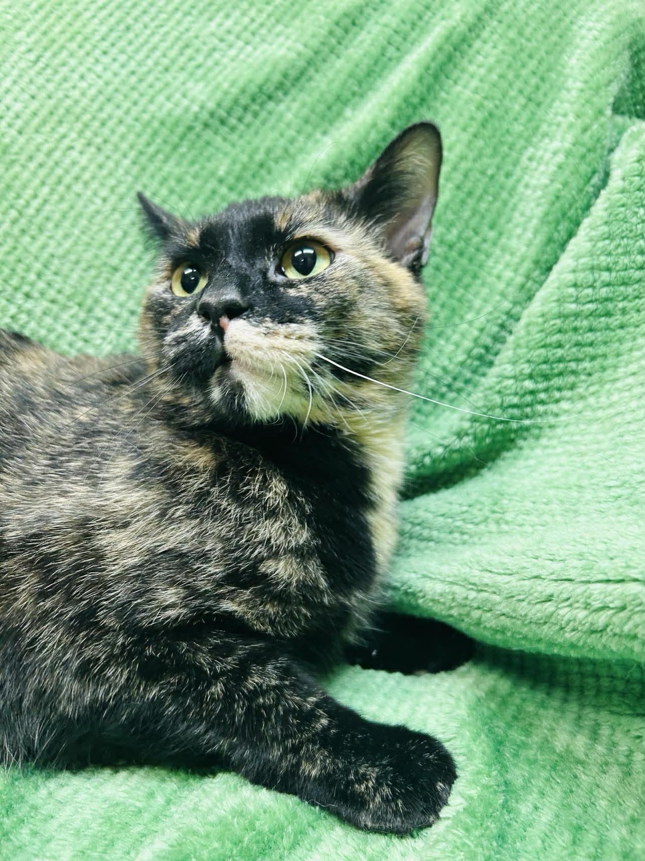 Butters, ADOPTABLE, Young Female Domestic Short Hair.
