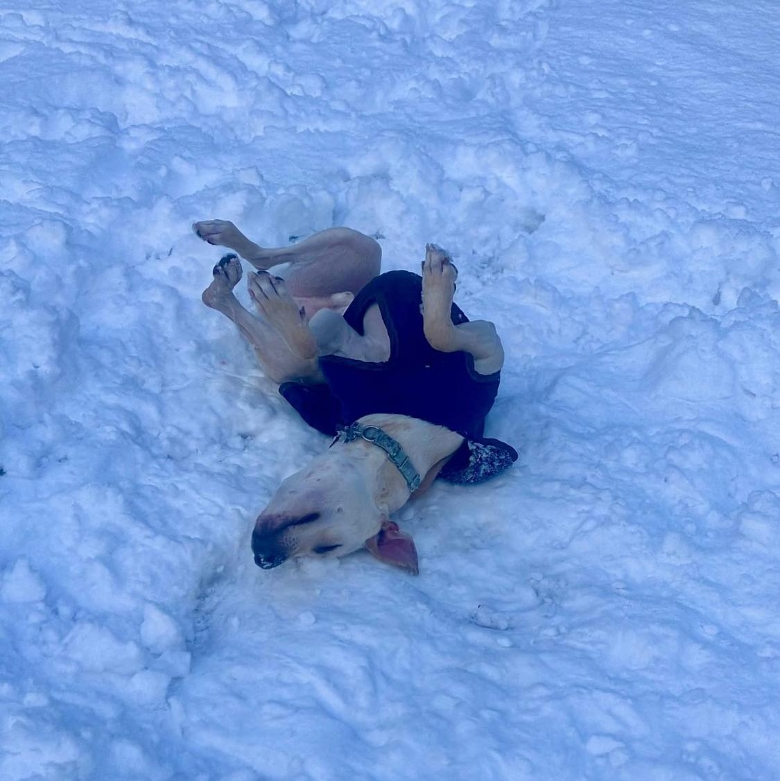 Enlarge Marco, a Adoptable Mixed Breed in Puyallup, WA image 2/6