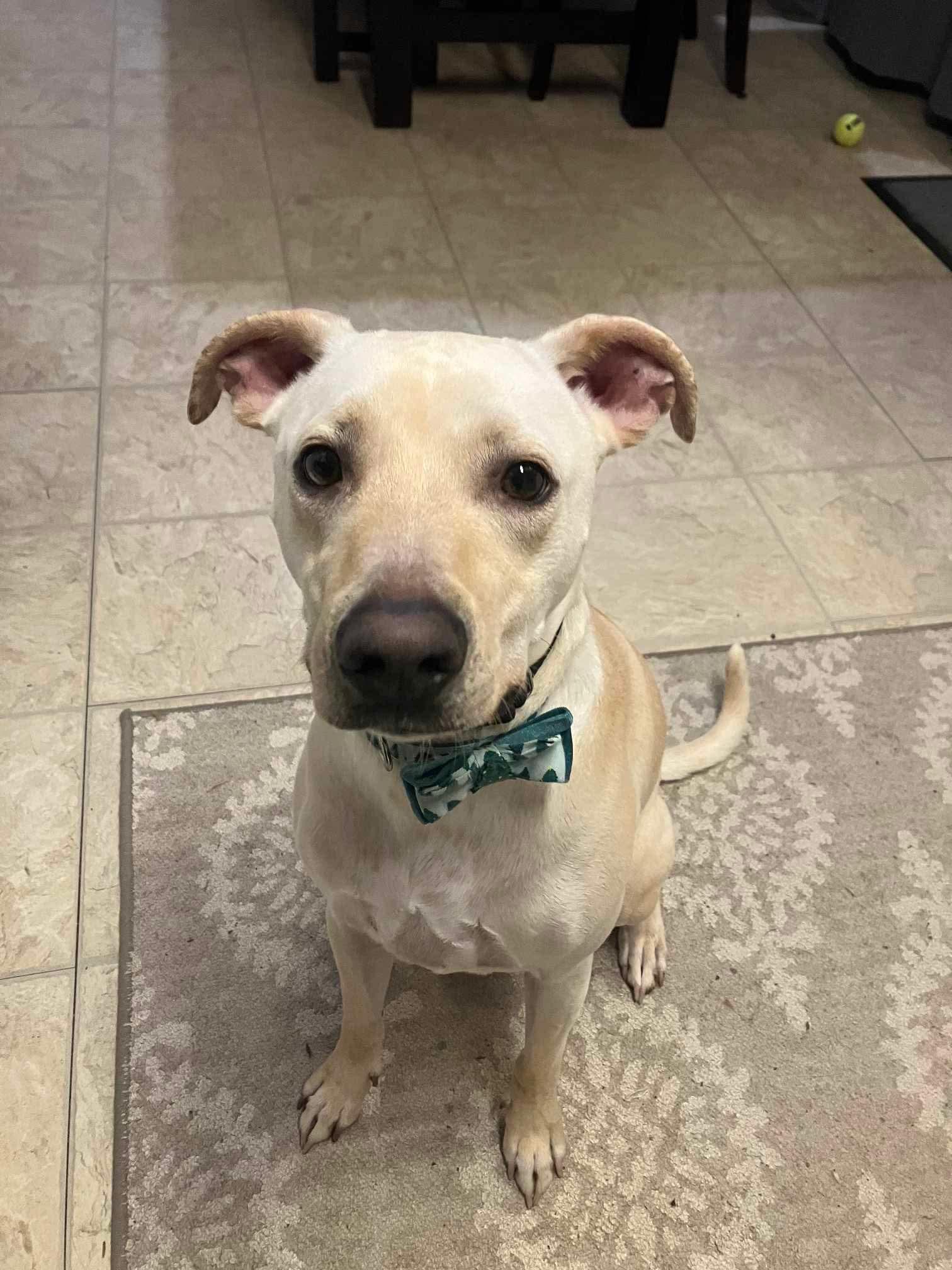 Enlarge Marco, a Adoptable Mixed Breed in Puyallup, WA image 6/6