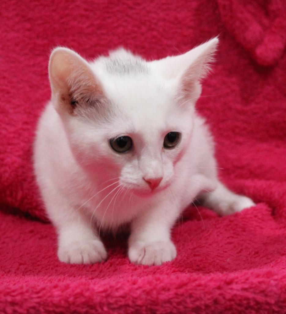 Enlarge Ivory, a Adoptable mixed breed in Vacaville, CA image 1/1