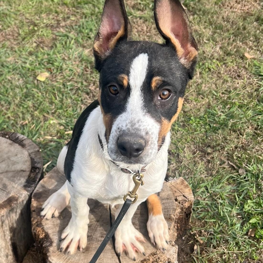 Enlarge Blade, a Adoptable mixed breed in Burnsville, MN image 1/6