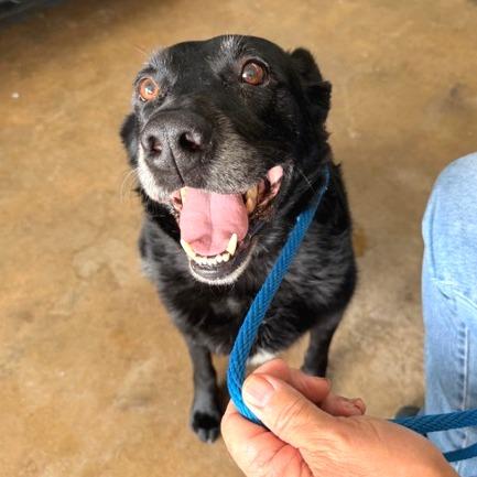 Enlarge Beaudreaux, a Adoptable Black Labrador Retriever in Denison, TX image 1/4