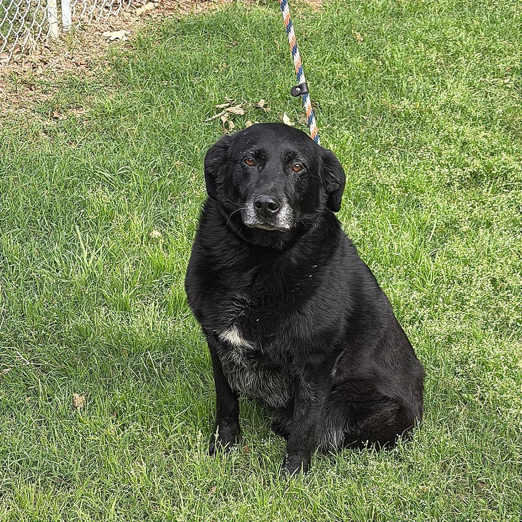 Enlarge Beaudreaux, a Adoptable Black Labrador Retriever in Denison, TX image 2/4