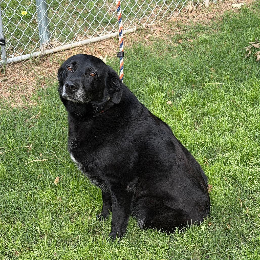 Enlarge Beaudreaux, a Adoptable Black Labrador Retriever in Denison, TX image 3/4