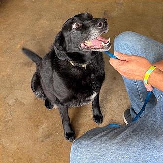 Enlarge Beaudreaux, a Adoptable Black Labrador Retriever in Denison, TX image 4/4