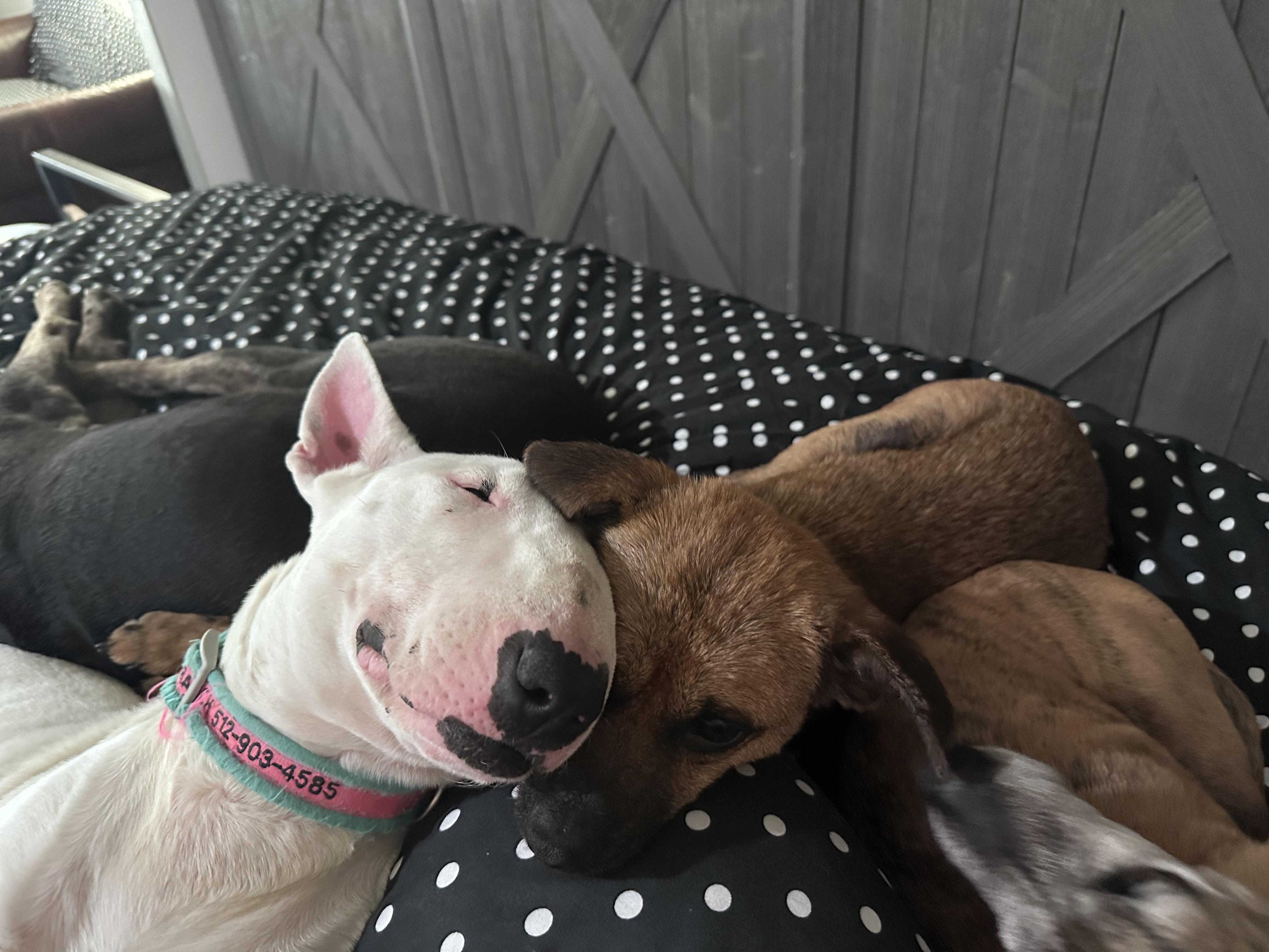 Enlarge Lucy, a ADOPTABLE Bull Terrier in West Islip, NY image 5/5