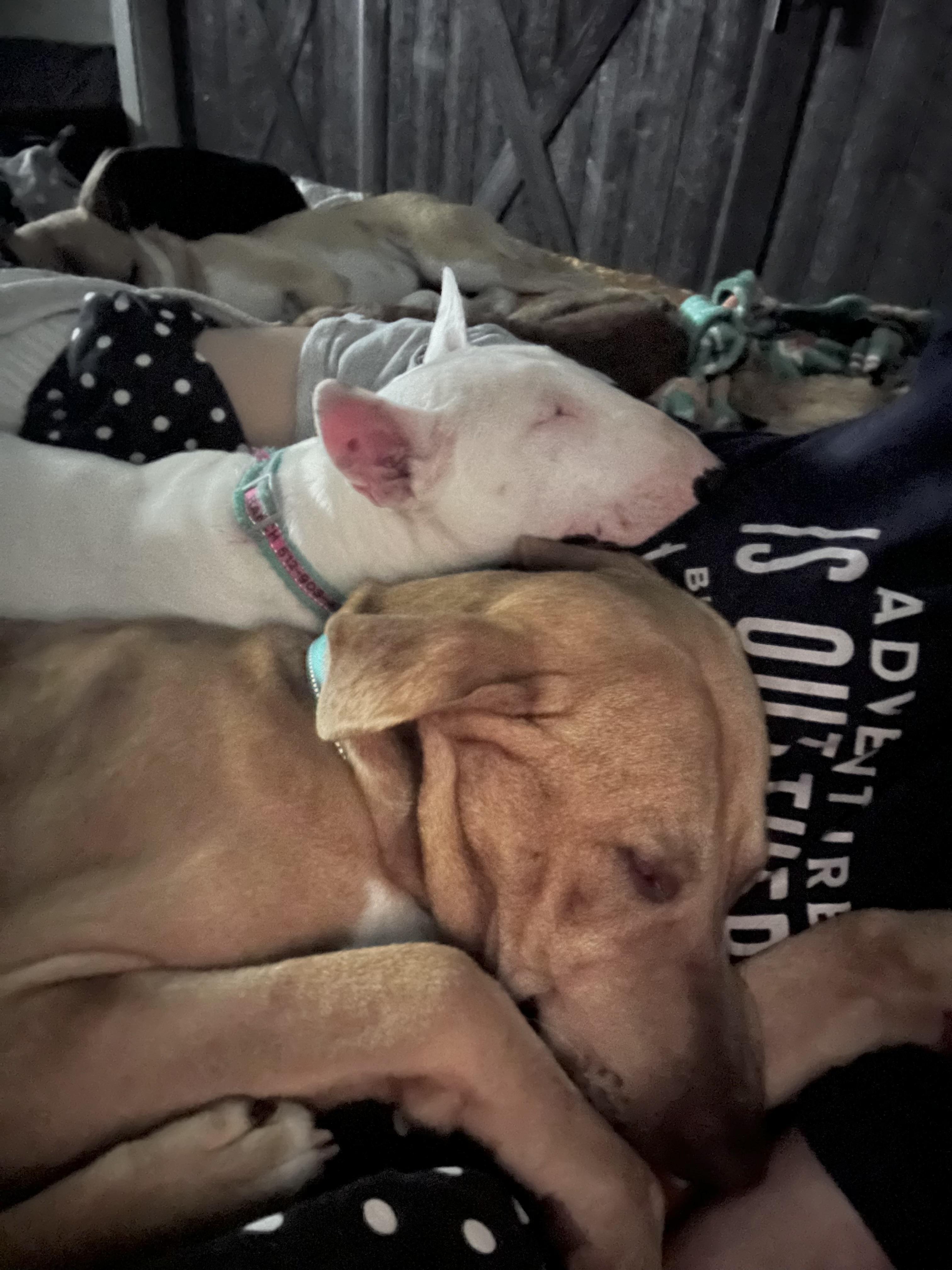 Enlarge Lucy, a ADOPTABLE Bull Terrier in West Islip, NY image 3/5