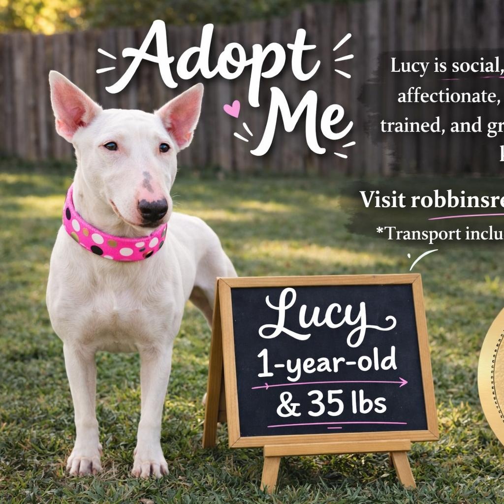 Enlarge Lucy, a ADOPTABLE Bull Terrier in West Islip, NY image 1/5