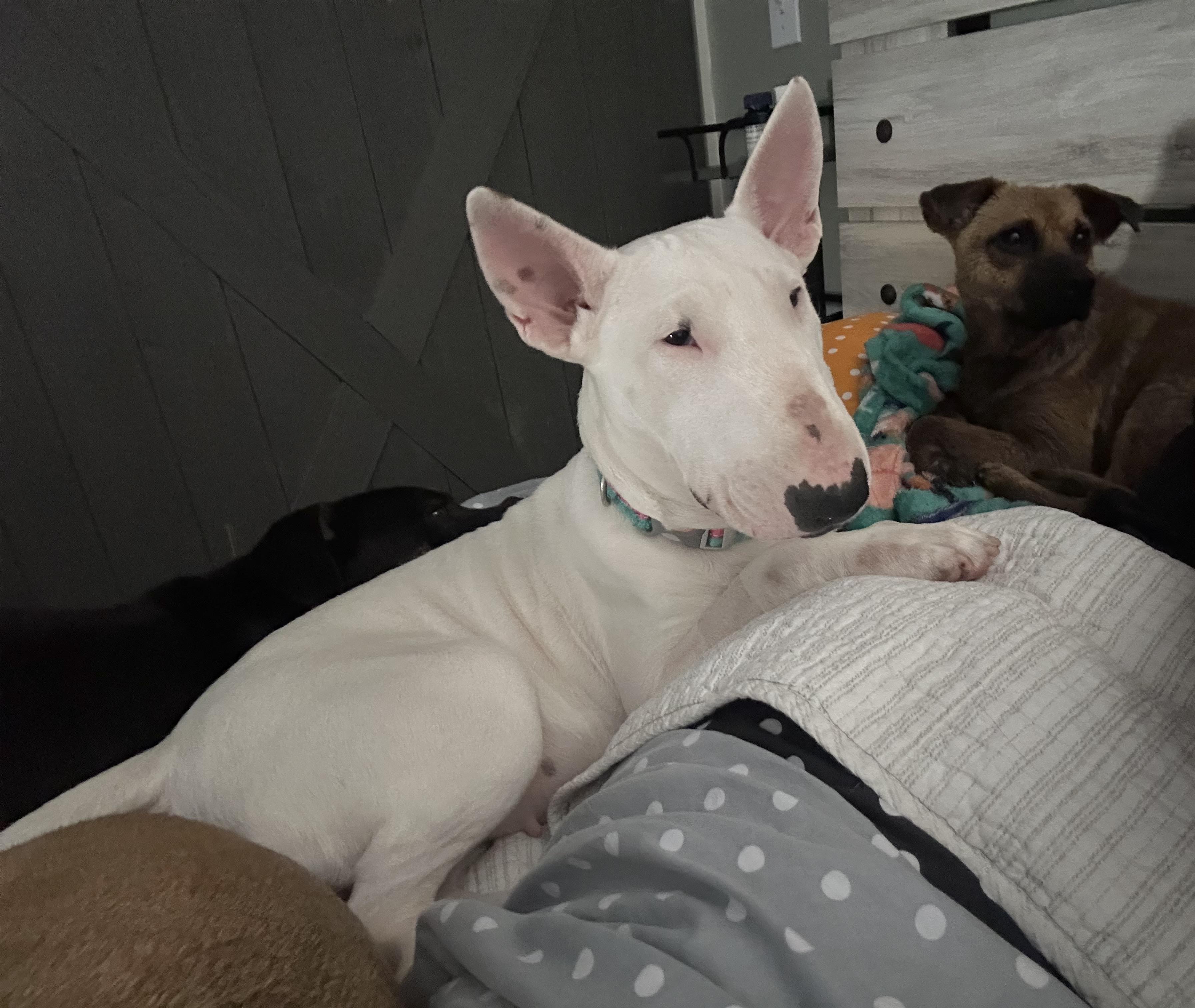 Enlarge Lucy, a ADOPTABLE Bull Terrier in West Islip, NY image 2/5