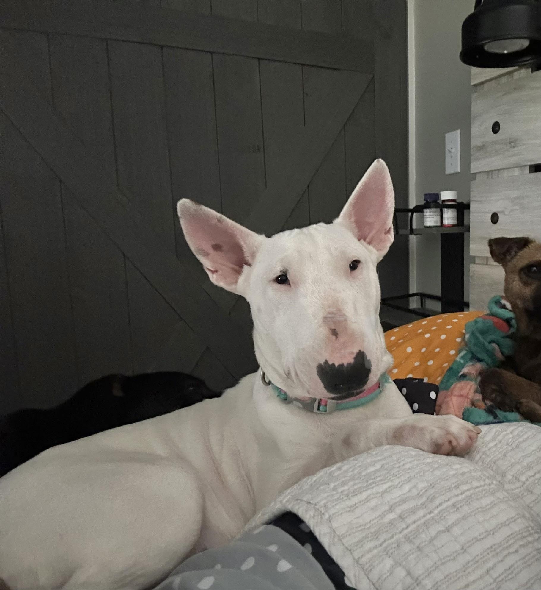 Enlarge Lucy, a ADOPTABLE Bull Terrier in West Islip, NY image 4/5