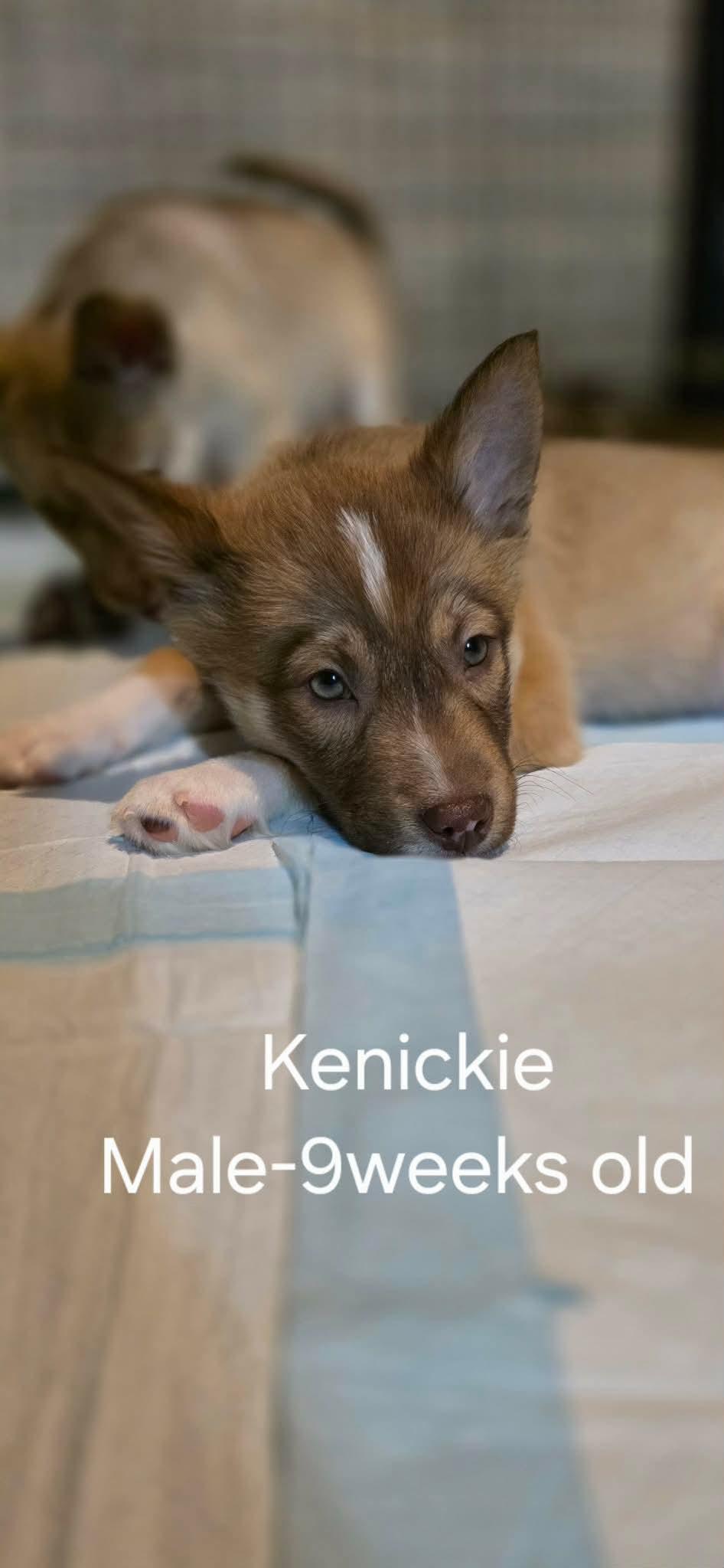 Kenickie, Adoptable, Puppy Male Shepherd.