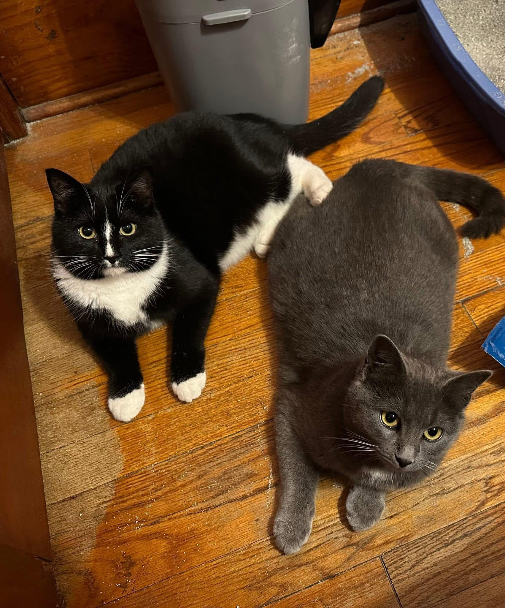 Astra and Sparky, an adopted Domestic Short Hair in Troy, NY image 2/2