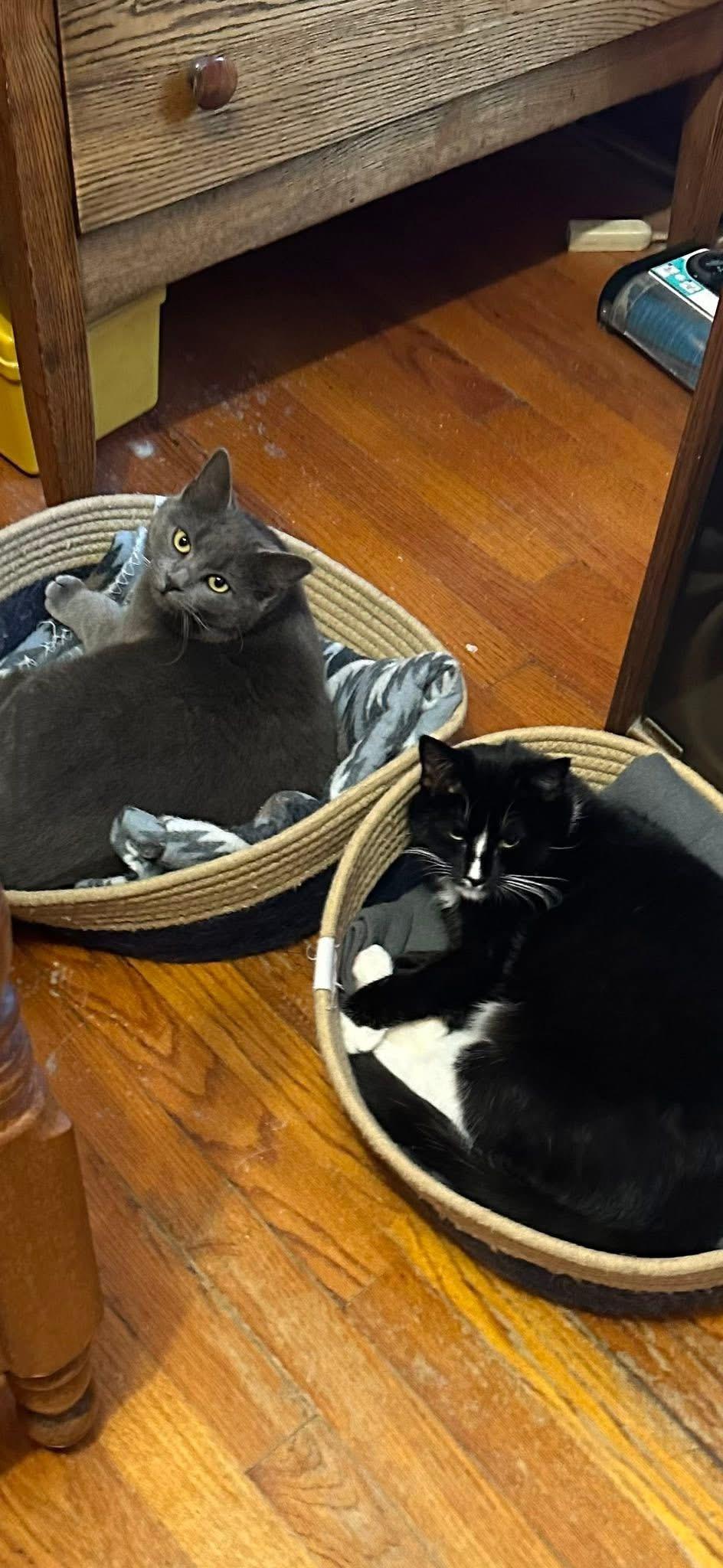 Astra and Sparky, an adopted Domestic Short Hair in Troy, NY image 1/2
