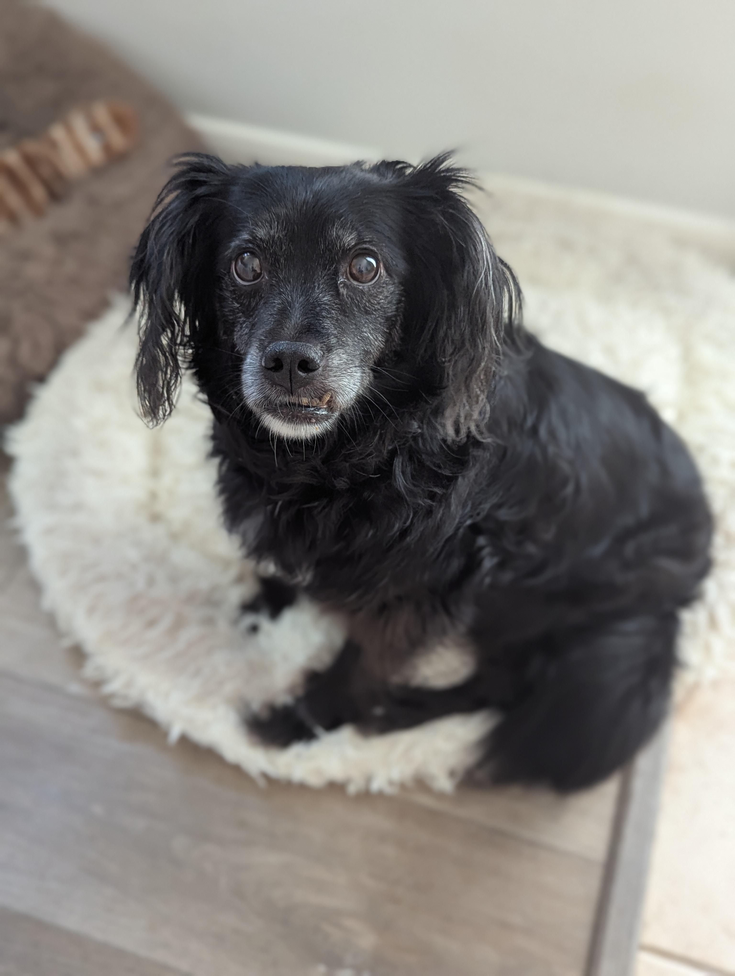 Lady, Adoptable, Adult Female Papillon & Cocker Spaniel.
