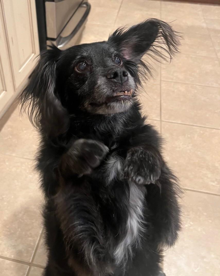 Enlarge Lady, a Adoptable mixed breed in Spring, TX image 2/4