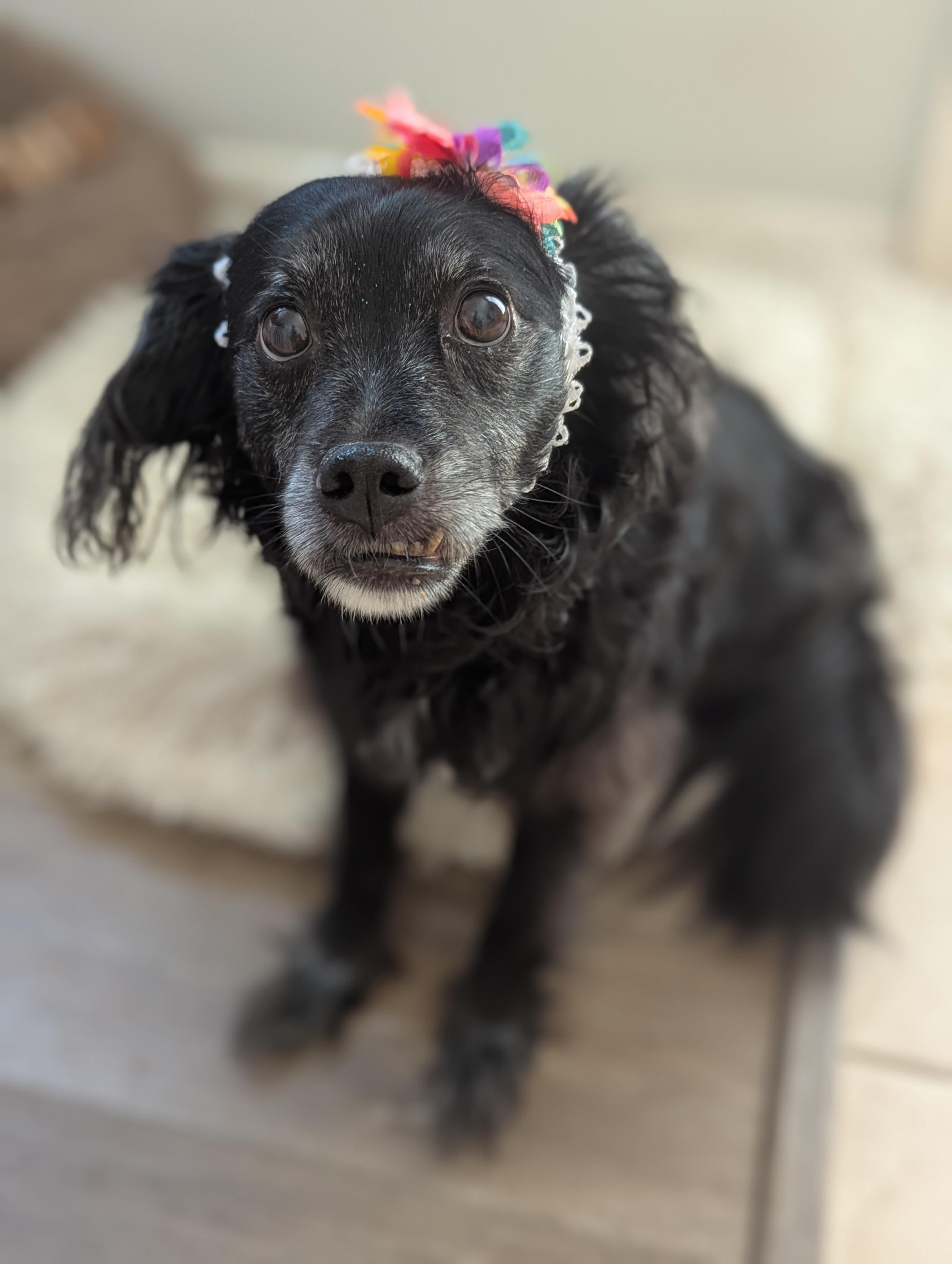 Enlarge Lady, a Adoptable mixed breed in Spring, TX image 4/4