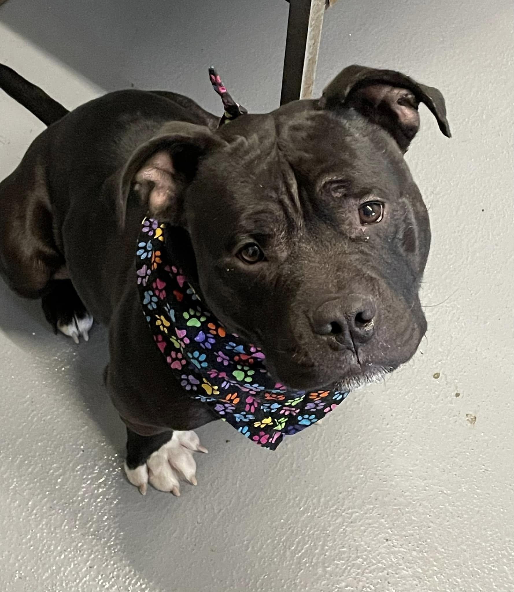 Ronnie (65), Adopted, Young Male American Bully.