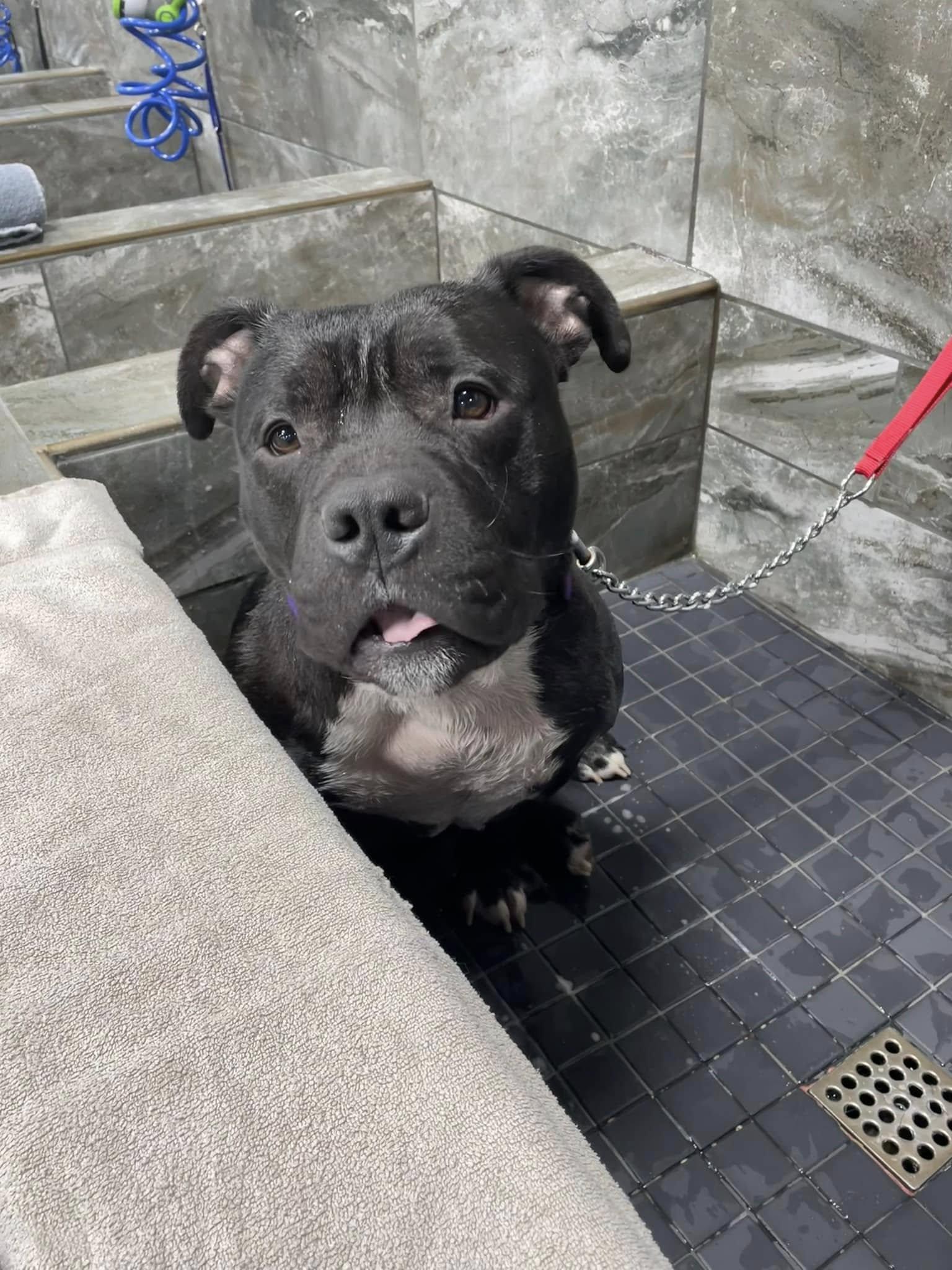 Enlarge Ronnie (65), a Adopted American Bully in Southbury, CT image 2/3