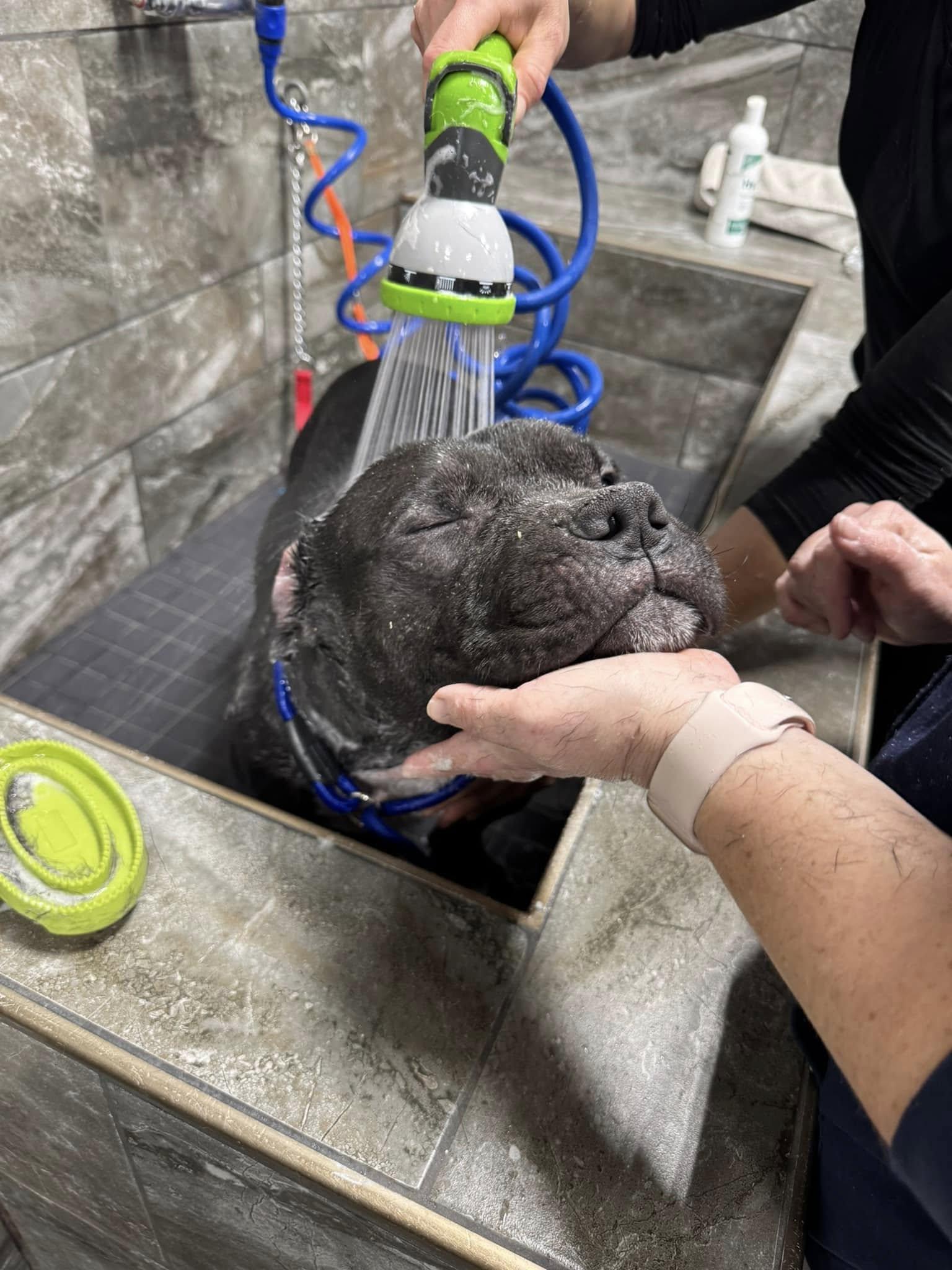 Enlarge Ronnie (65), a Adopted American Bully in Southbury, CT image 3/3