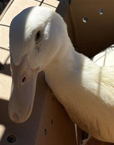 Enlarge DANNY, a Adoptable Duck in San Martin, CA image 1/1
