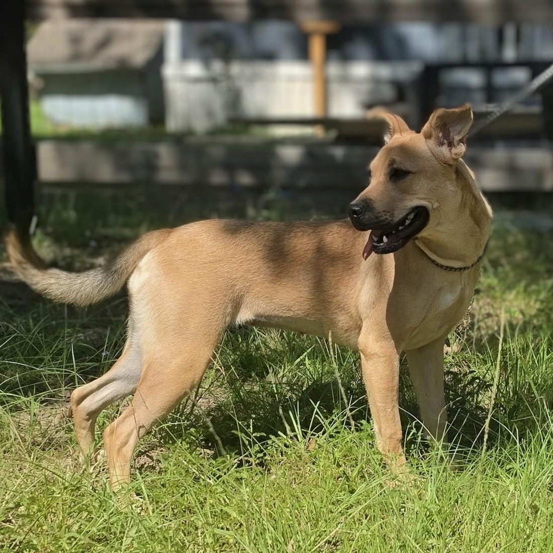 Enlarge Paisley, a Adoptable mixed breed in Allentown, PA image 6/6
