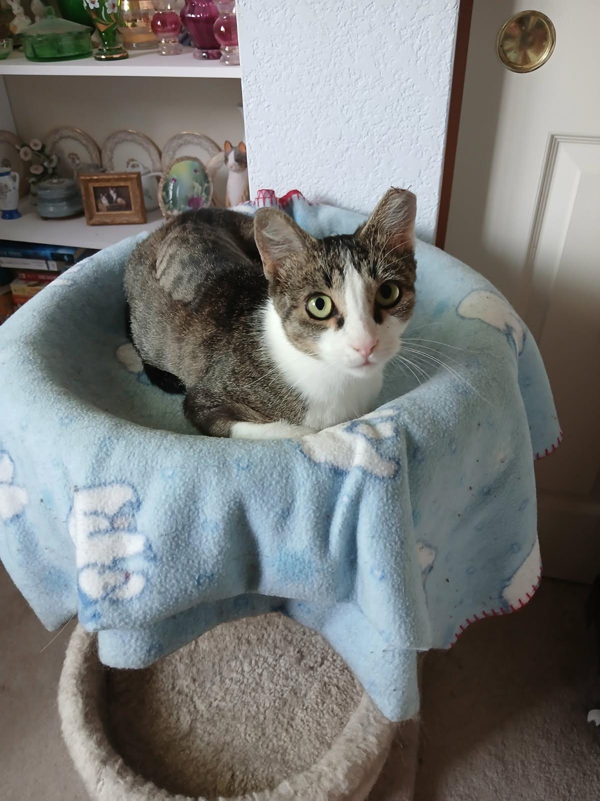 Amelia, a Adoptable Domestic Short Hair in Sacramento, CA image 1/2