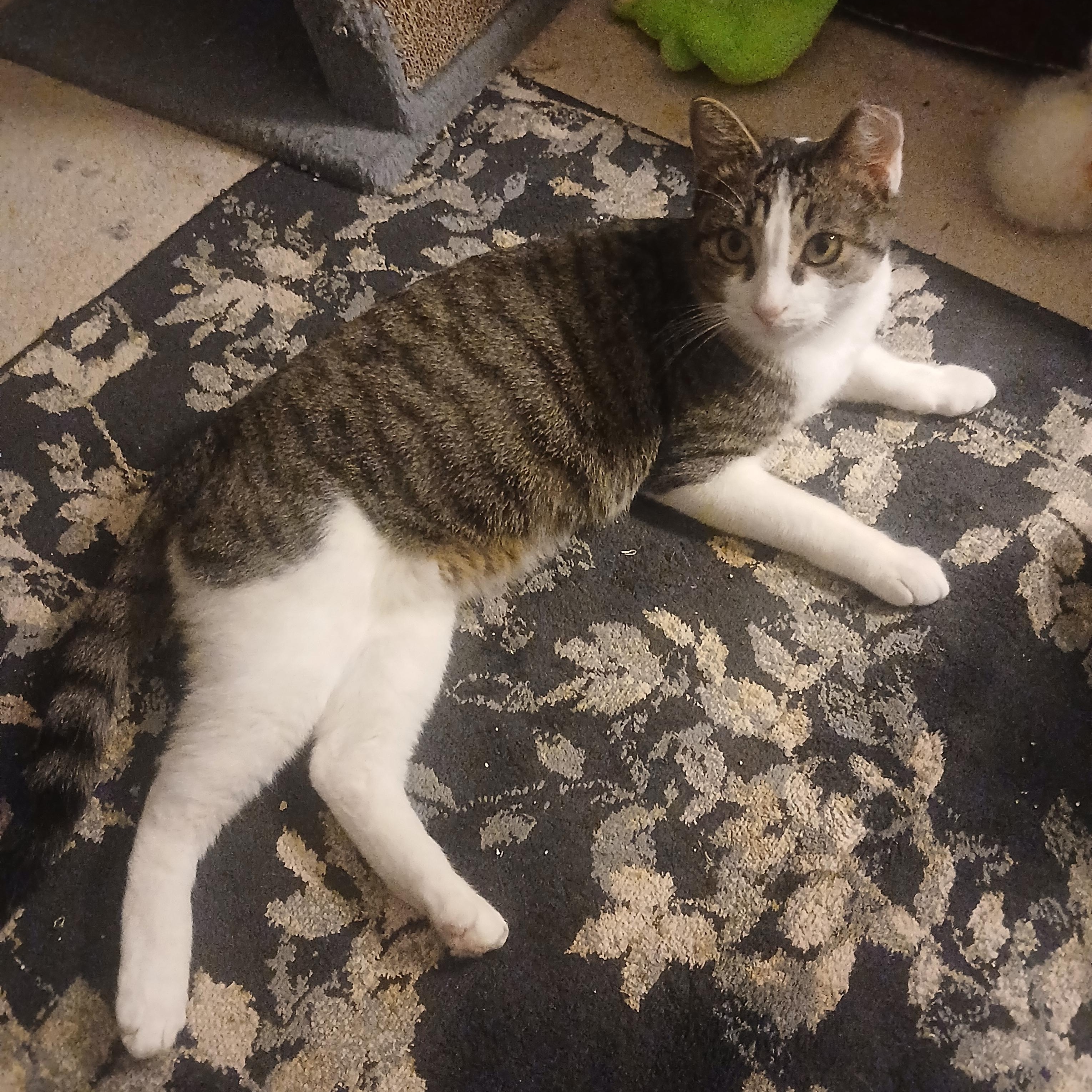 Amelia, a Adoptable Domestic Short Hair in Sacramento, CA image 2/2