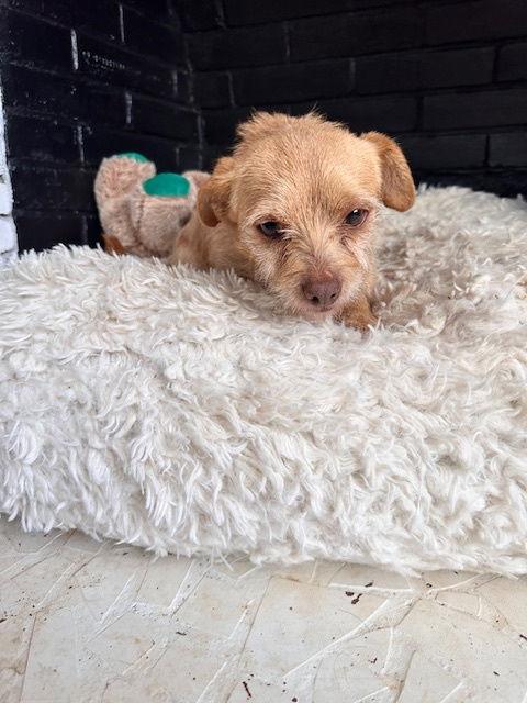 Chaco, a Adoptable Chihuahua in North Wilkesboro, NC image 1/3