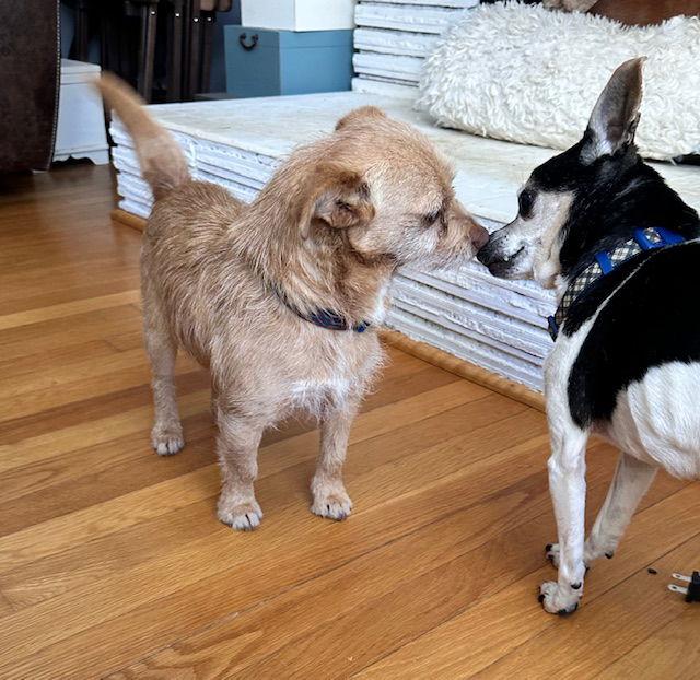 Chaco, a Adoptable Chihuahua in North Wilkesboro, NC image 3/3