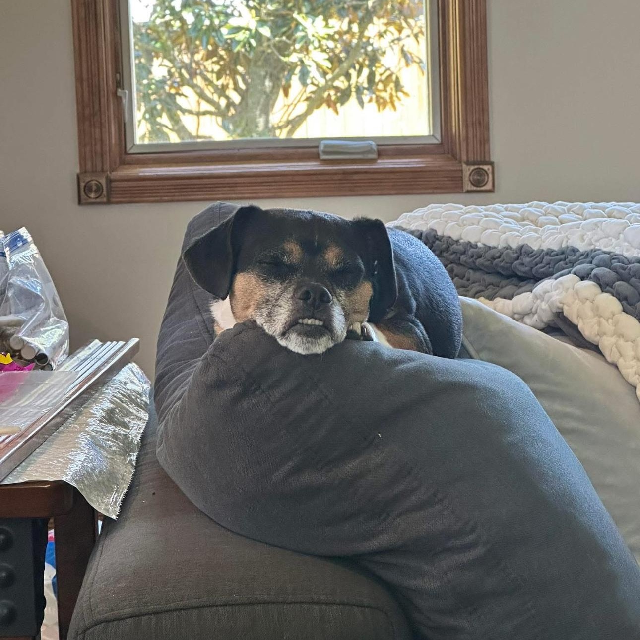 2141 Chug, an adopted mixed breed in Springfield, MO image 2/5