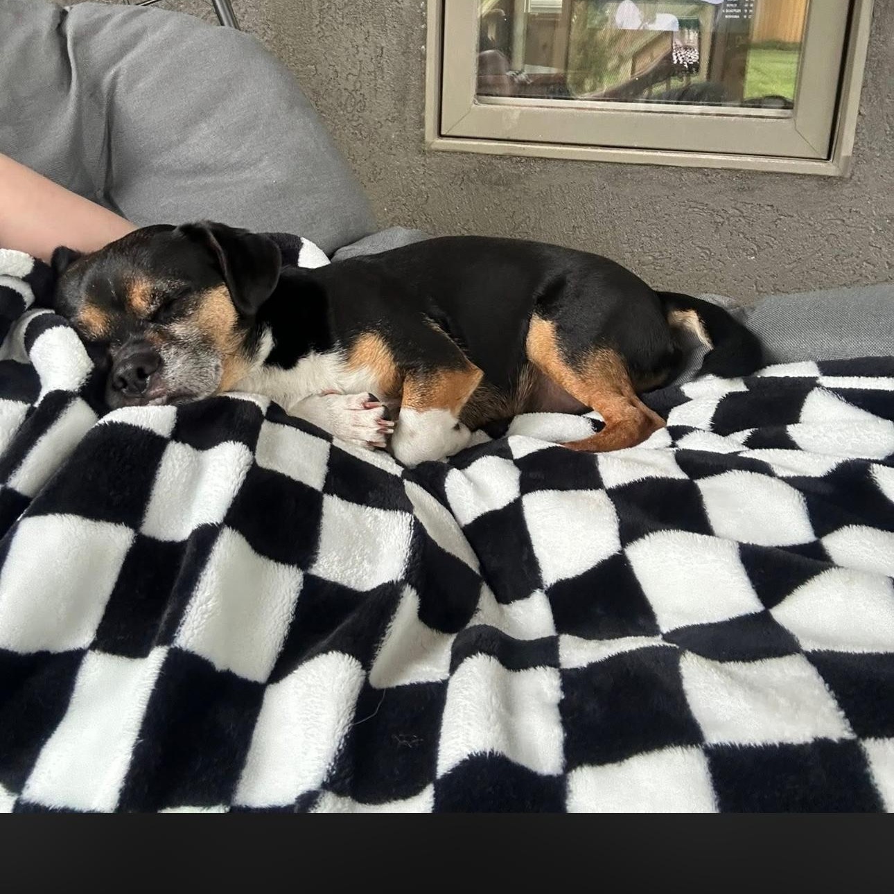 2141 Chug, an adopted mixed breed in Springfield, MO image 3/5