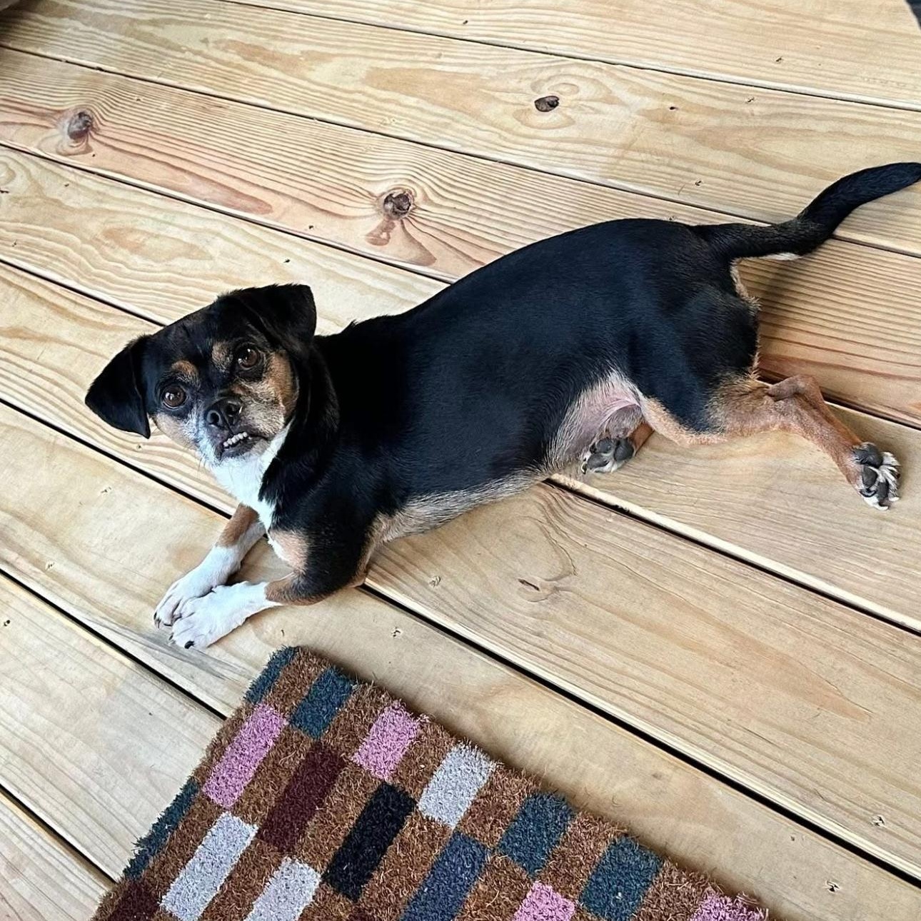 2141 Chug, adopted, Adult Male Pug & Chihuahua.