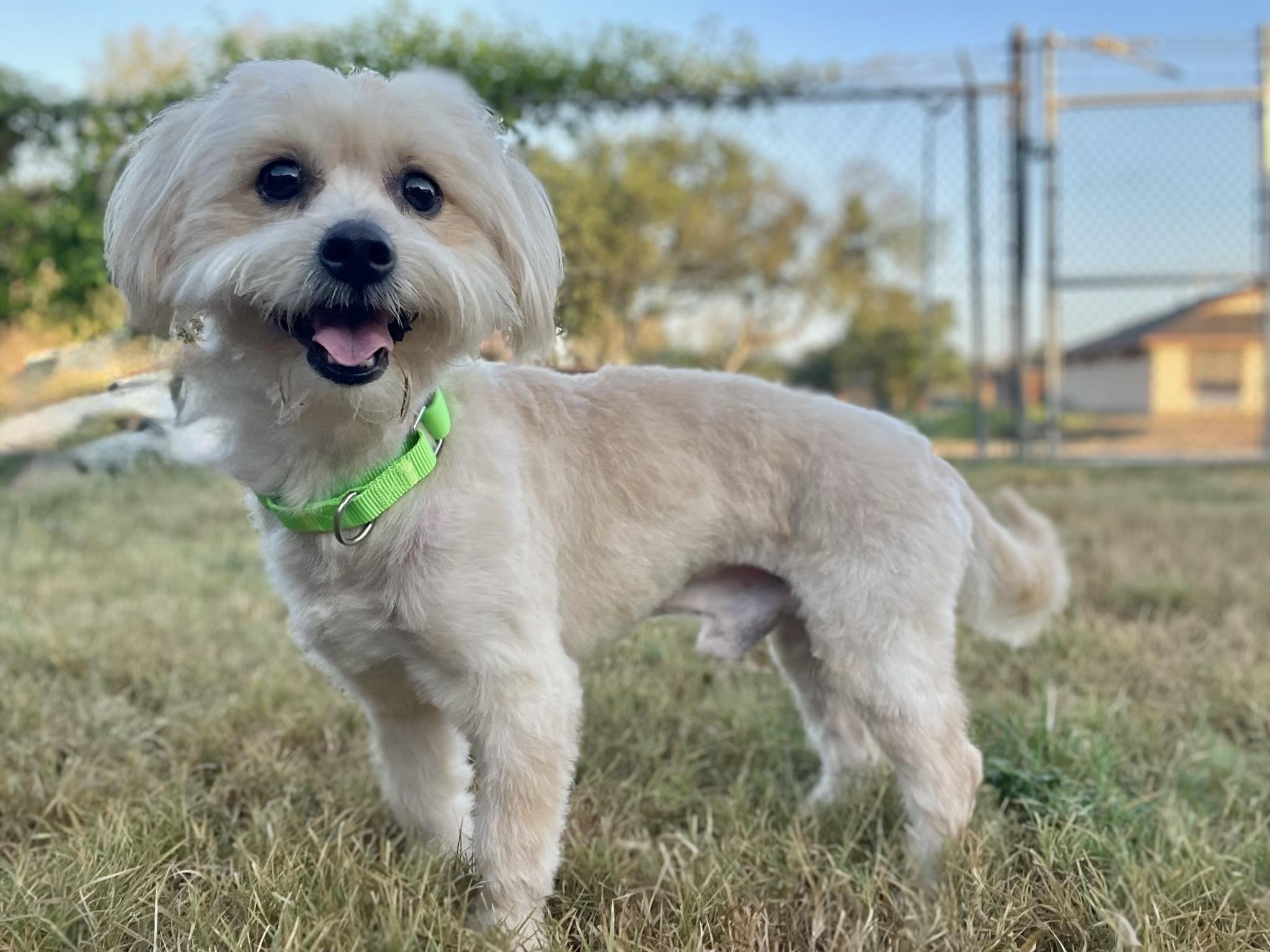 Enlarge Baxter is a calm and gentle soul., a Adoptable mixed breed in Niantic , CT image 4/5