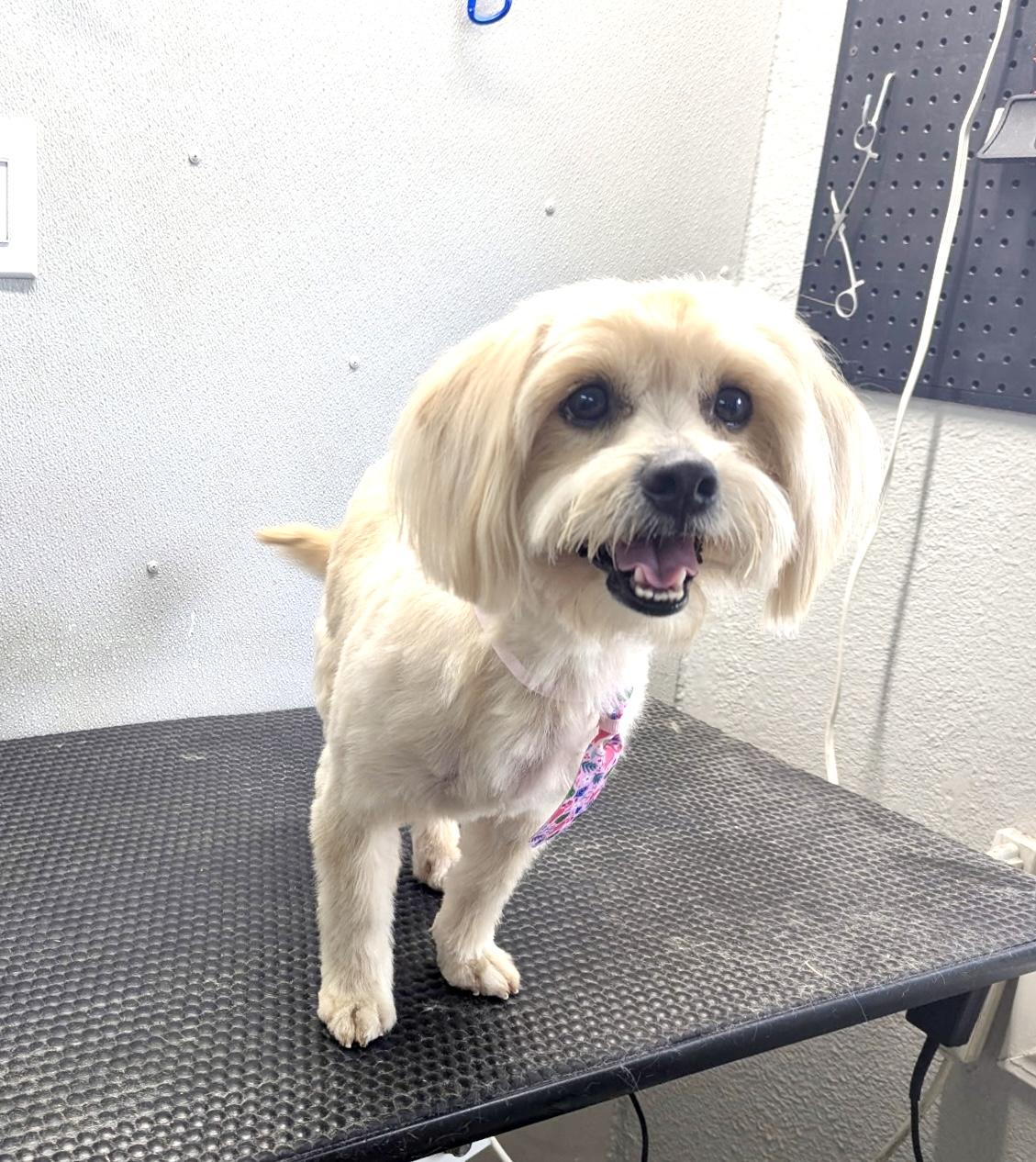 Baxter is a calm and gentle soul., Adoptable, Adult Male Lhasa Apso.