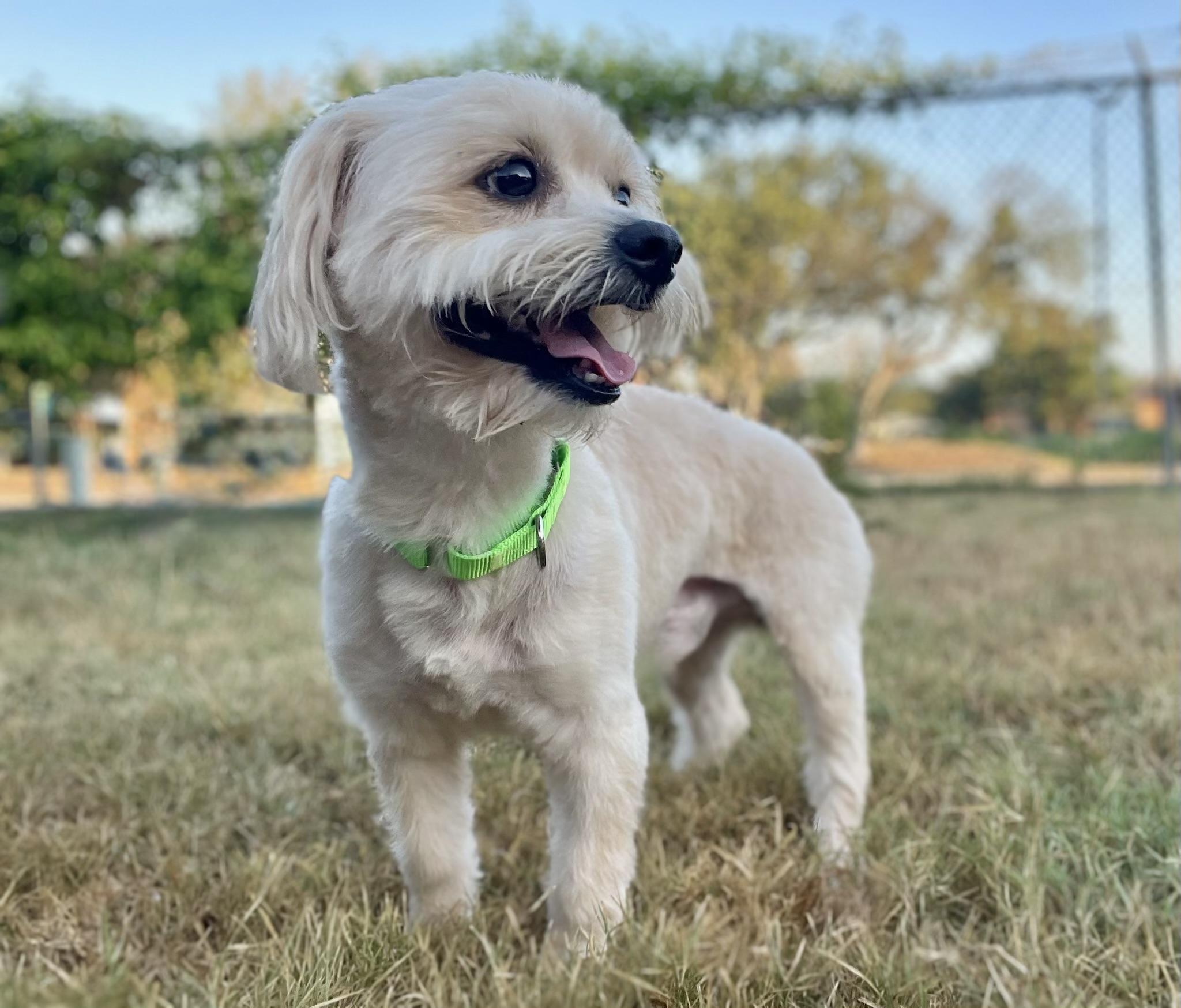 Enlarge Baxter is a calm and gentle soul., a Adoptable mixed breed in Niantic , CT image 2/5