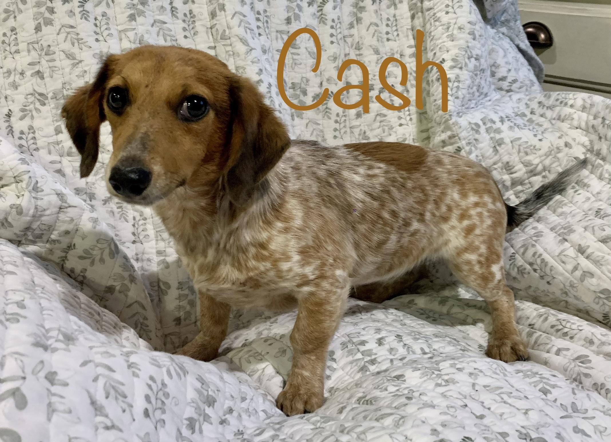 Cash * OK photo 2