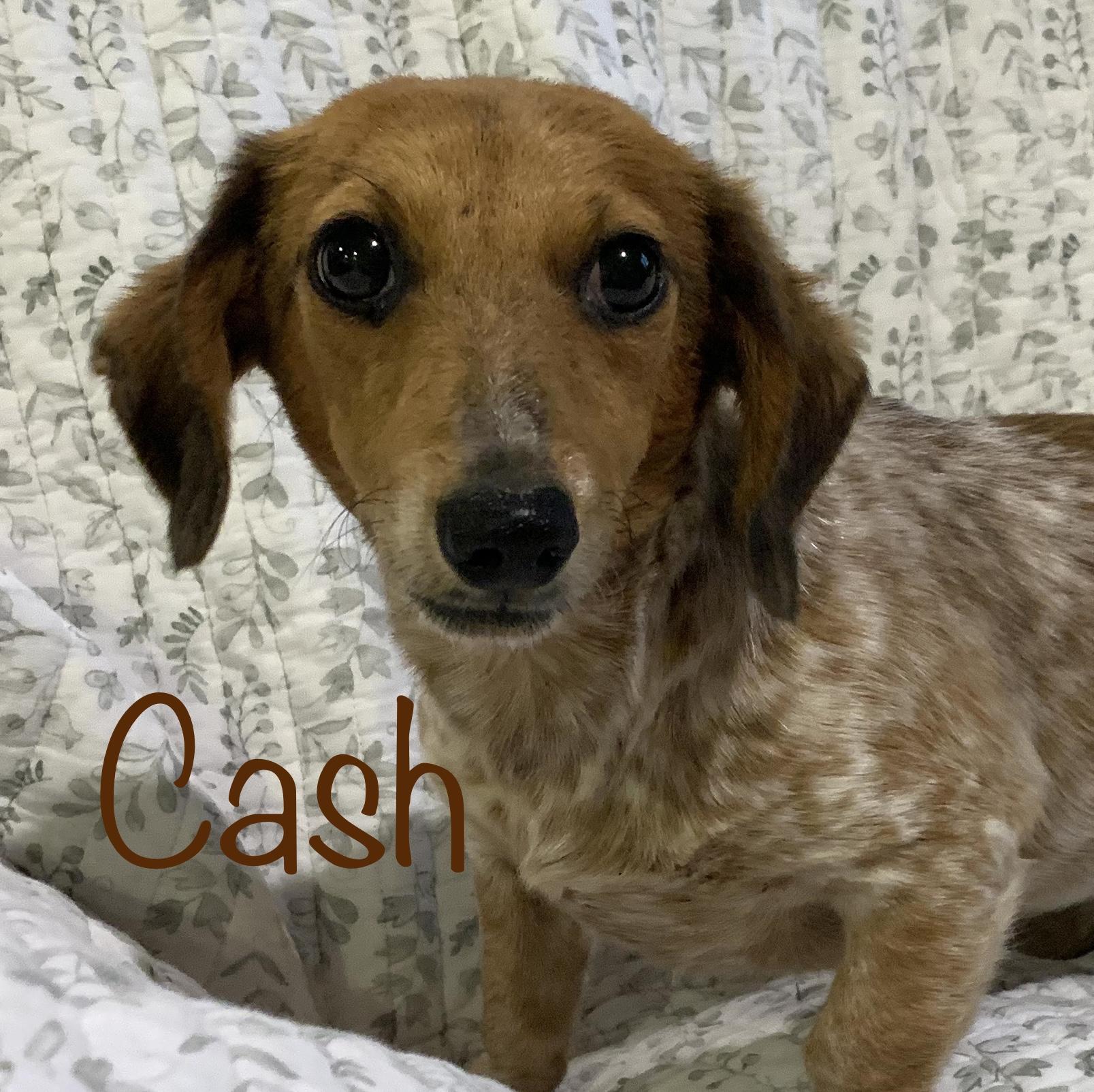 Cash * OK photo 3