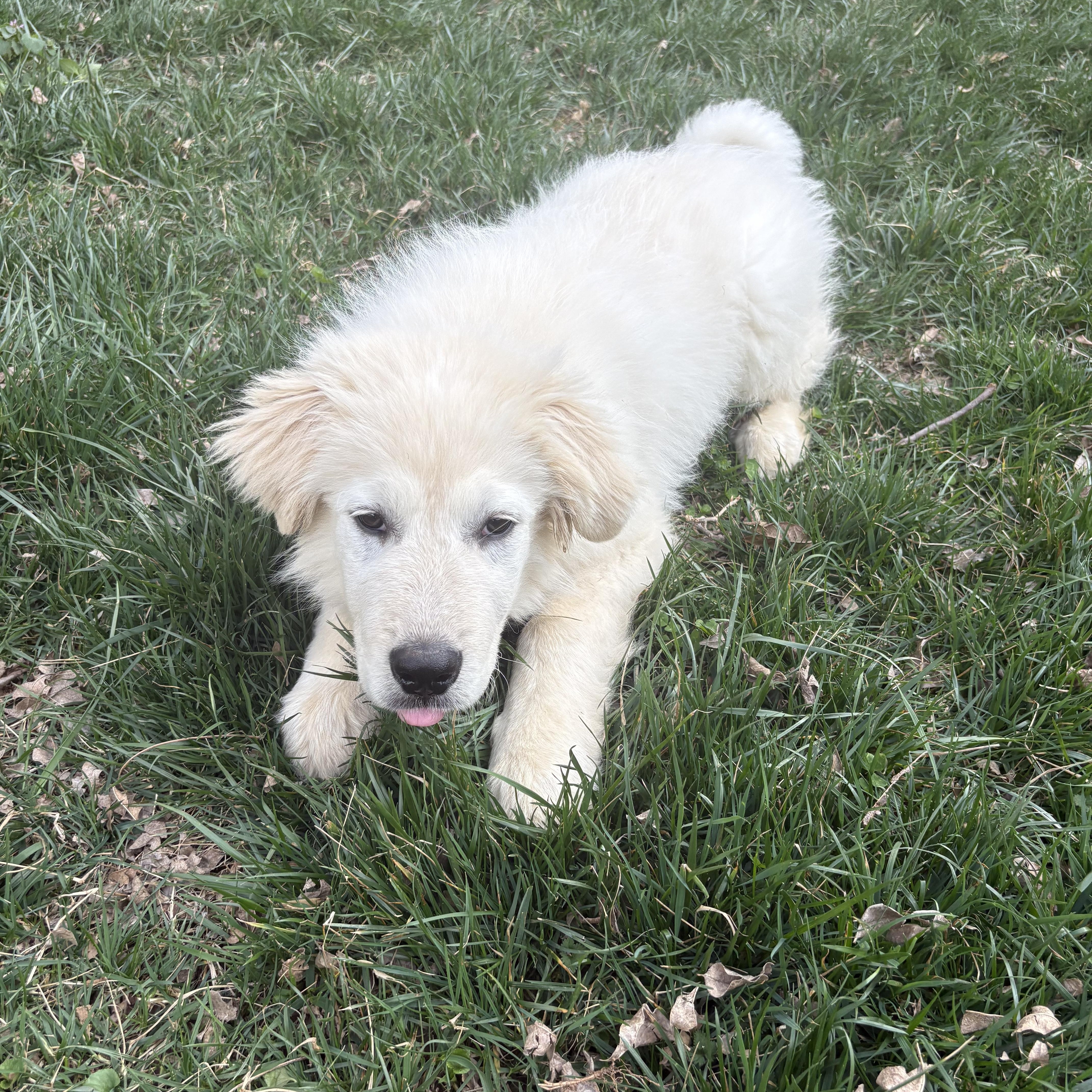 Enlarge Artic, an adoptable Great Pyrenees in Kannapolis, NC image 5/5