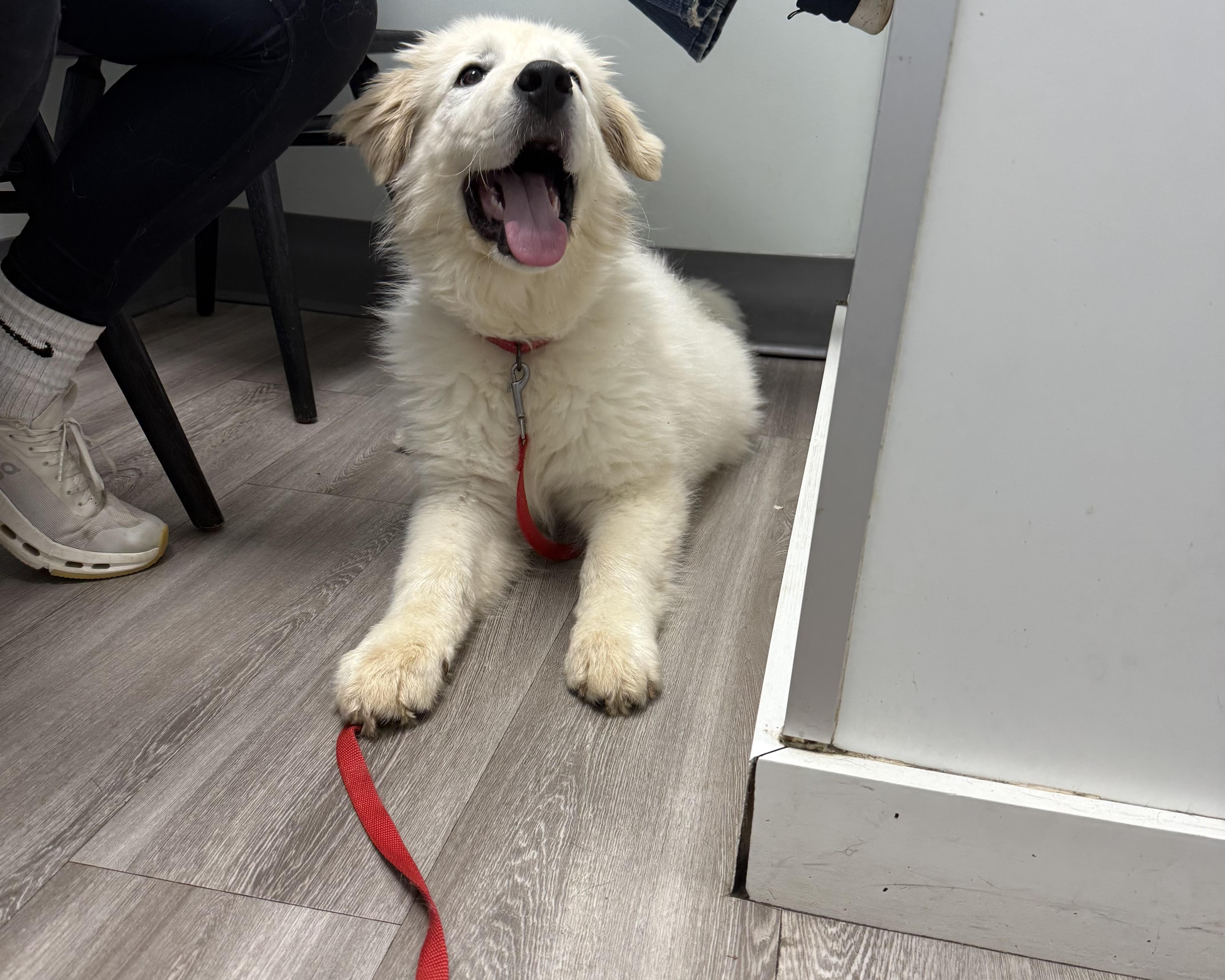 Enlarge Artic, an adoptable Great Pyrenees in Kannapolis, NC image 3/5